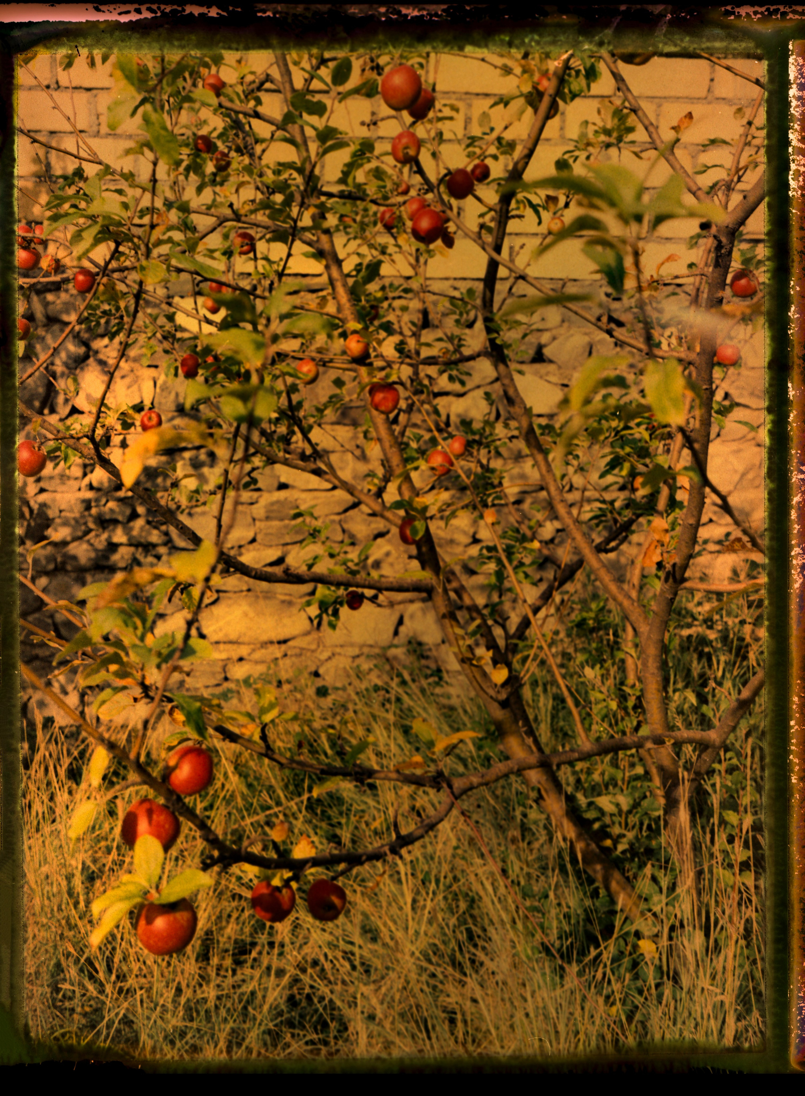 POLAROID. Www.sananaleskerov.com