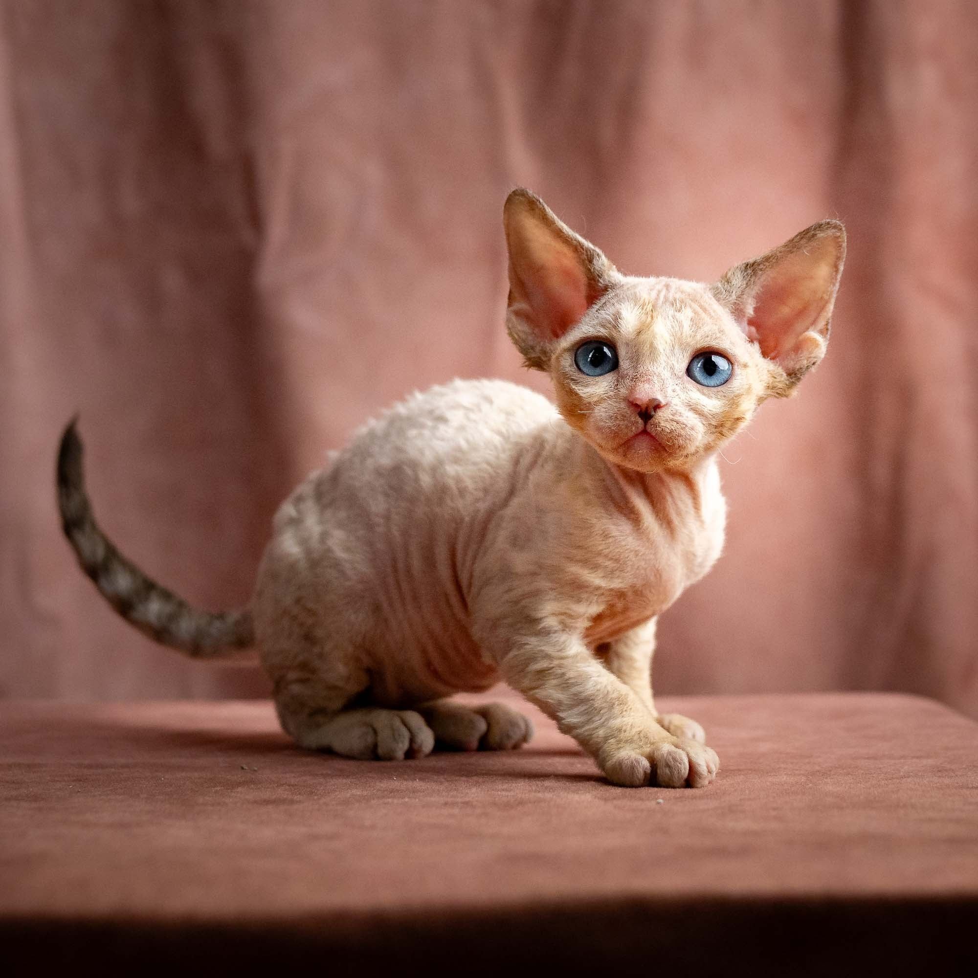 Rocco, boy, born 05.08.26. Devon Rex Pixie Cattery