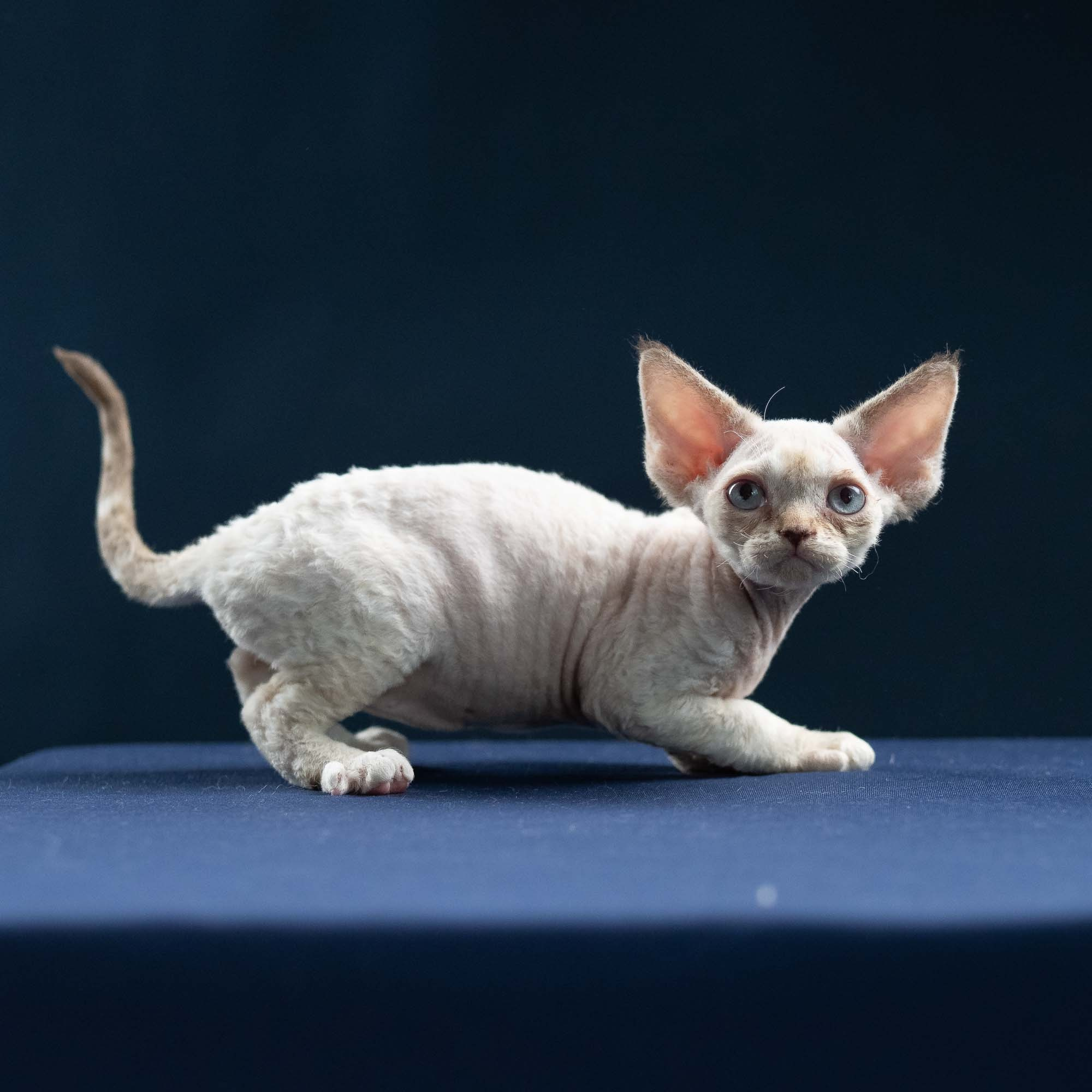 Ivy, girl, born 06.01.2025. Devon Rex Pixie Cattery