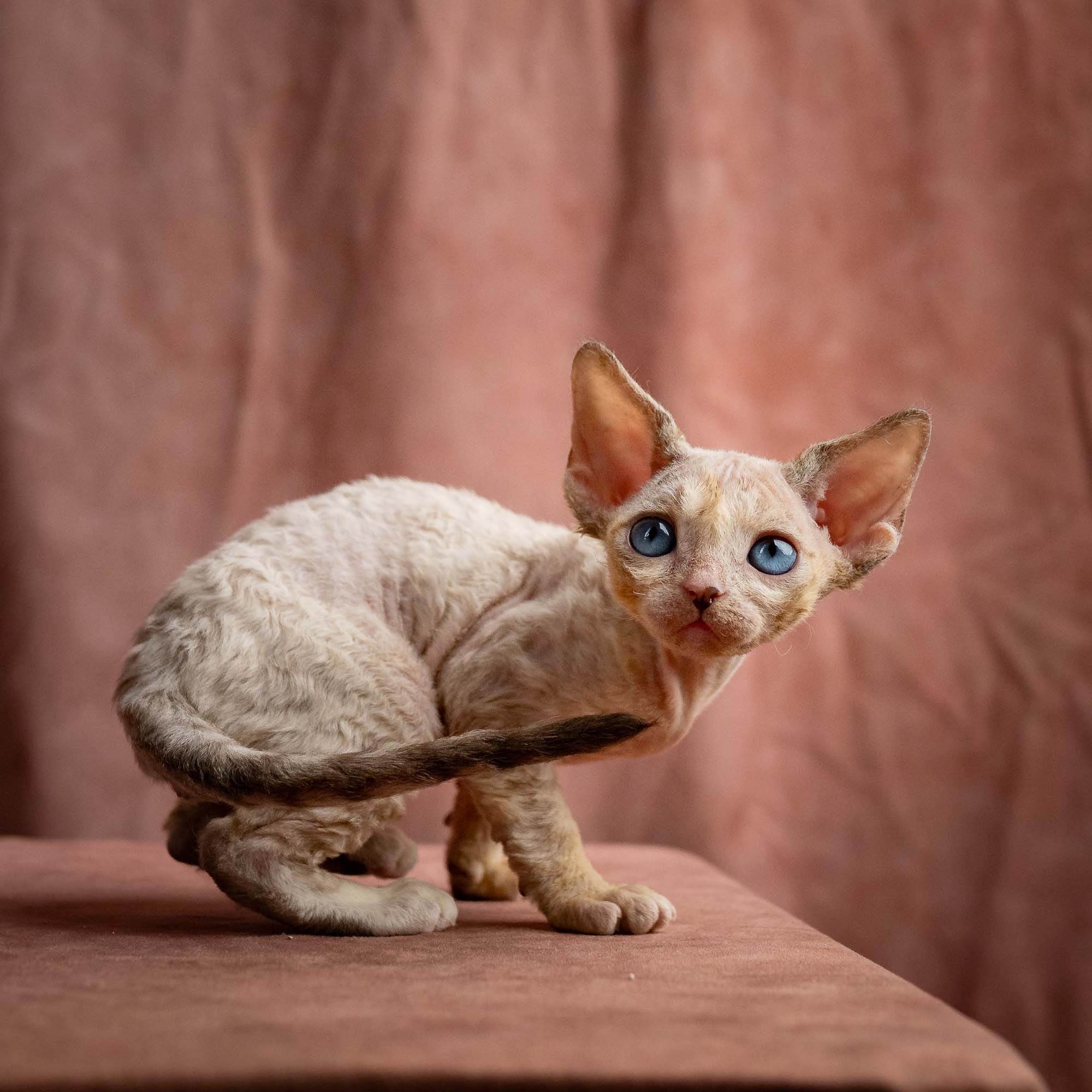 Rocco, boy, born 05.08.26. Devon Rex Pixie Cattery