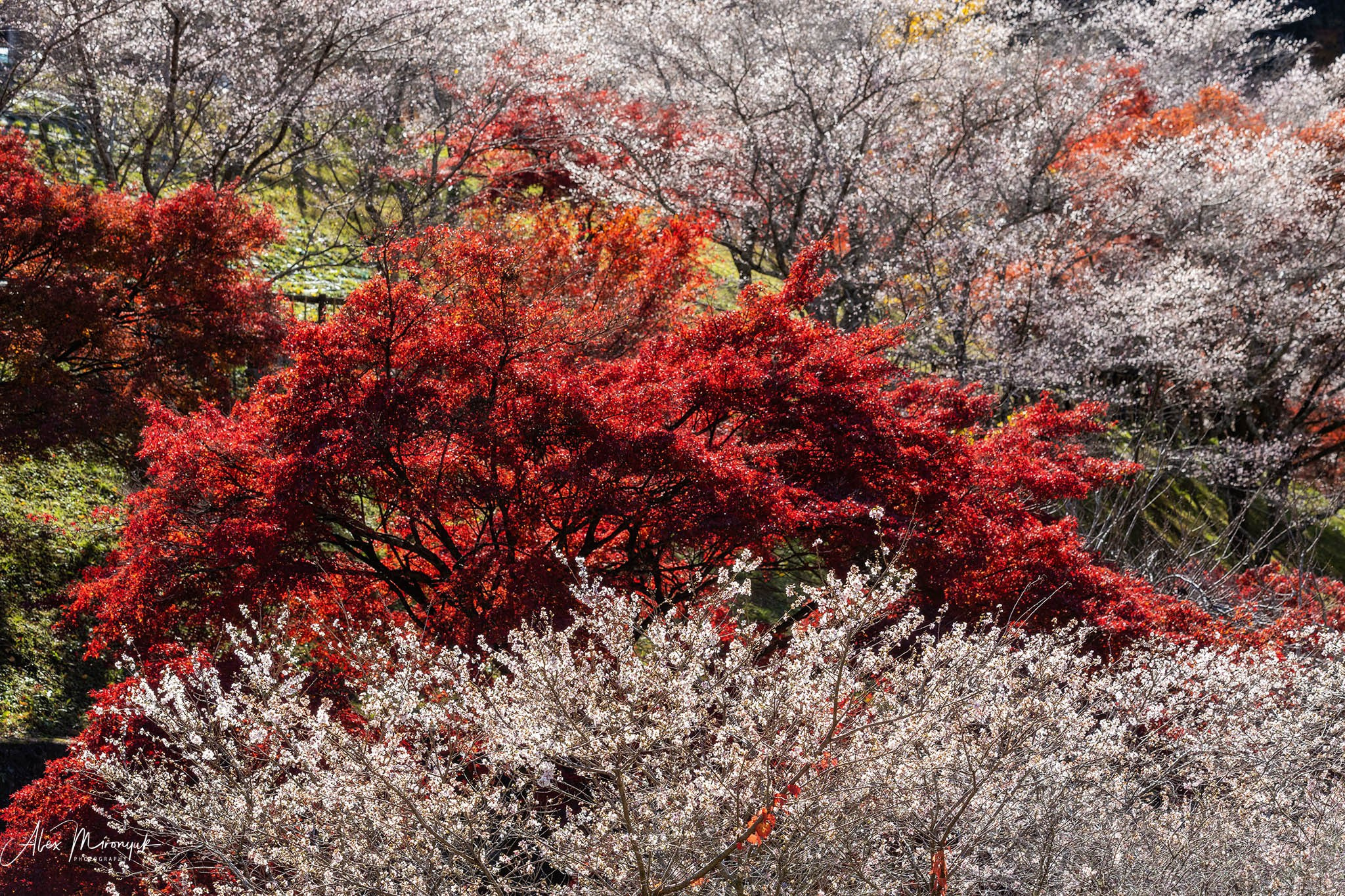 Autumn Colors of Japan. Pet, Senior, Landscape, portrait studio, photographer in Miami and Sou