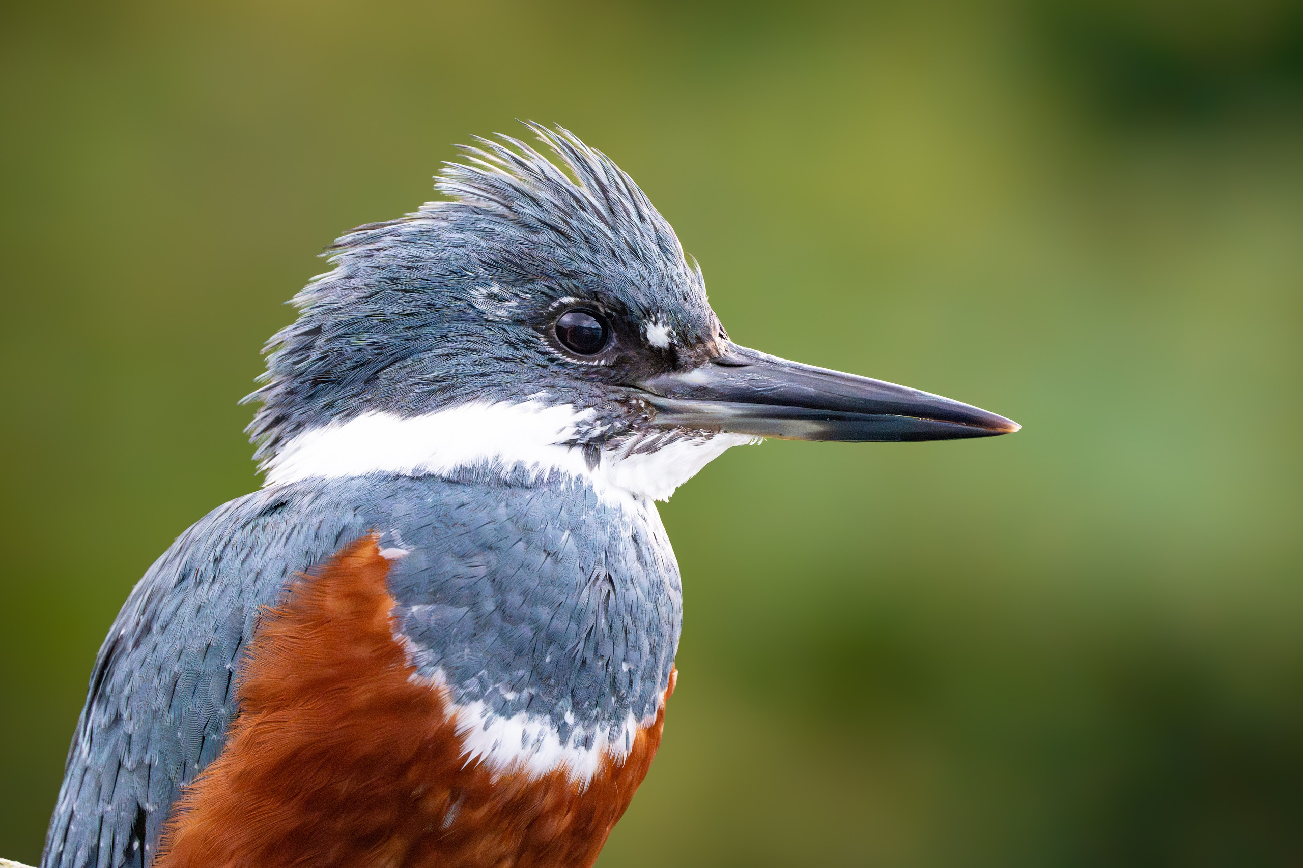 Naturaleza. DIEGO LUNA - FOTÓGRAFO DE VIAJES Y NATURALEZA EN CHILE