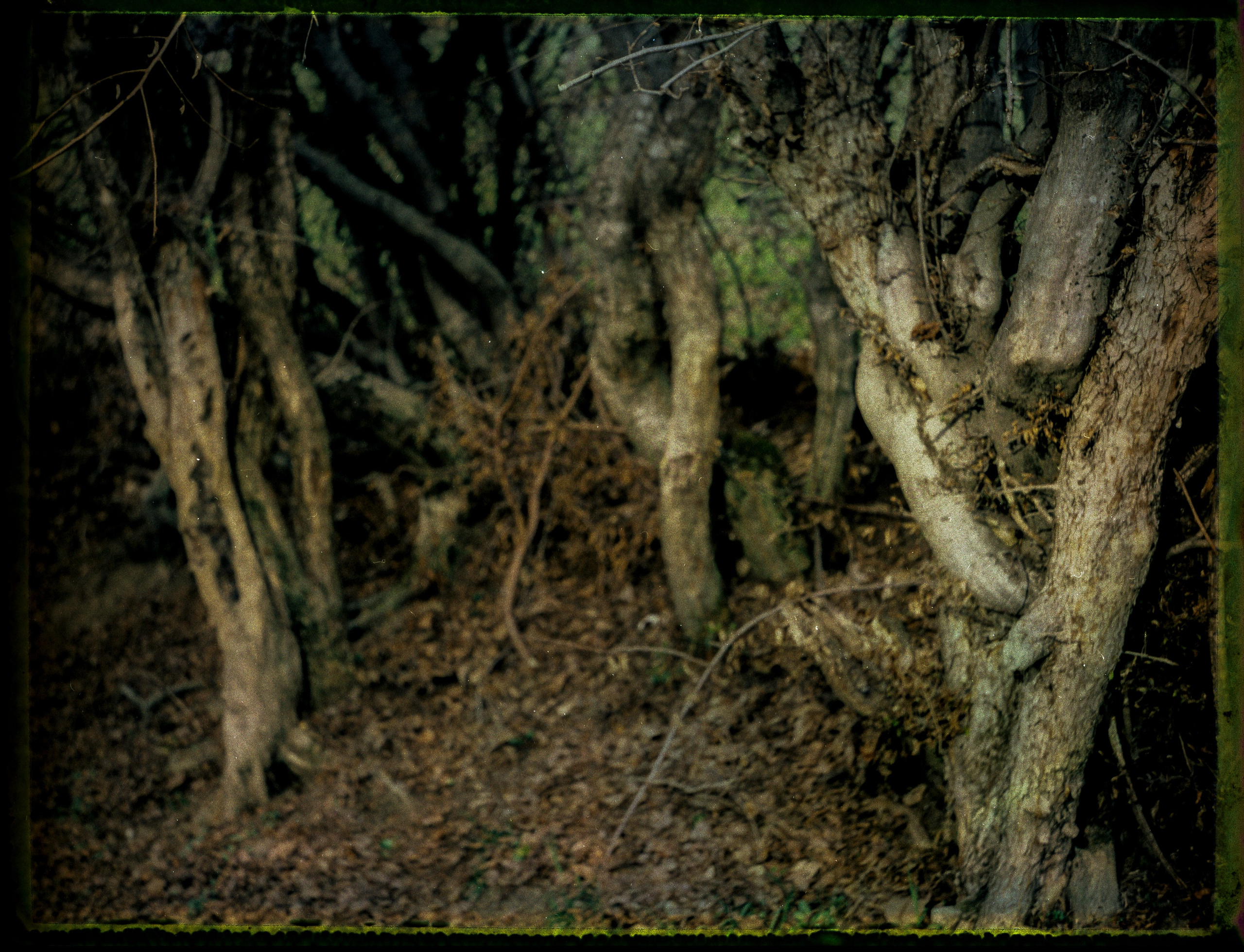 POLAROID. Www.sananaleskerov.com