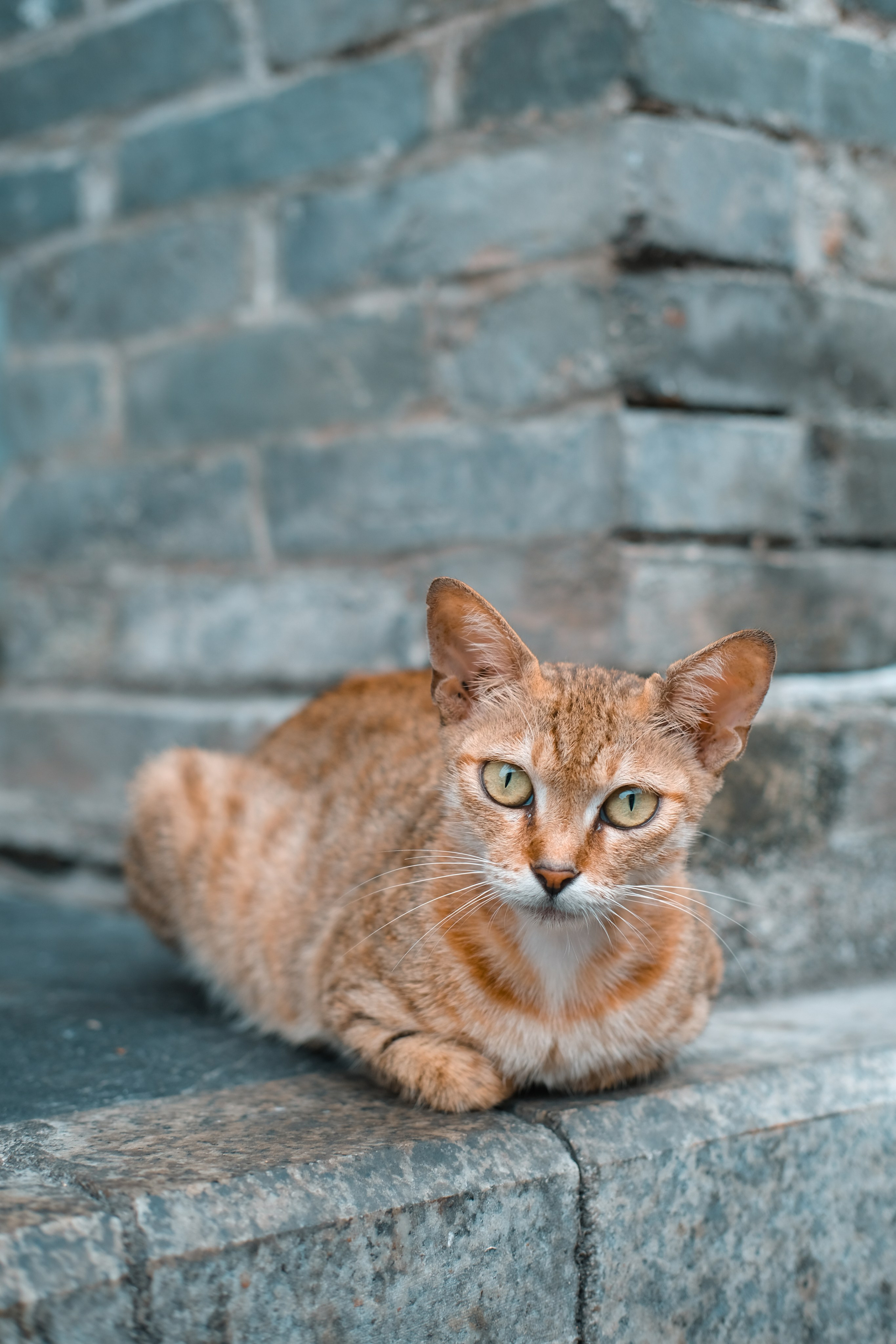 Stray Cat in Shaoguan City, China