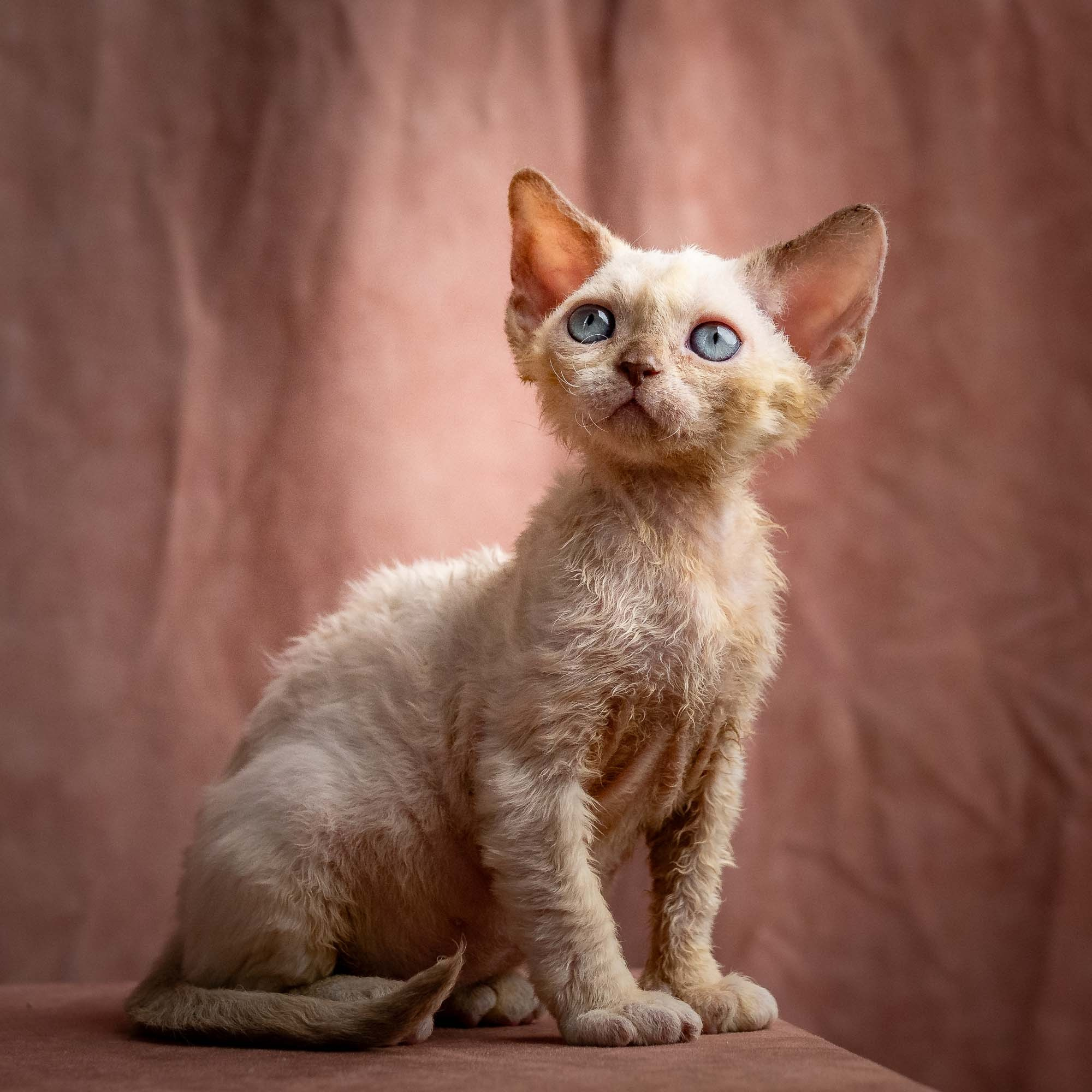 Rosalie, girl, born 05.08.26. Devon Rex Pixie Cattery