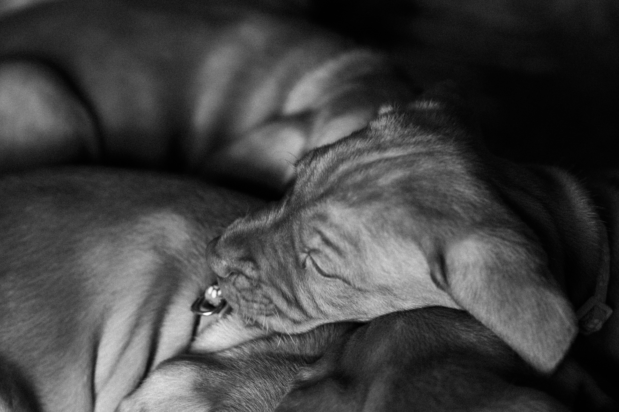 Viszla Welpen Fotoshooting – Unser Weg zum neuen Familienmitglied. RawPeek