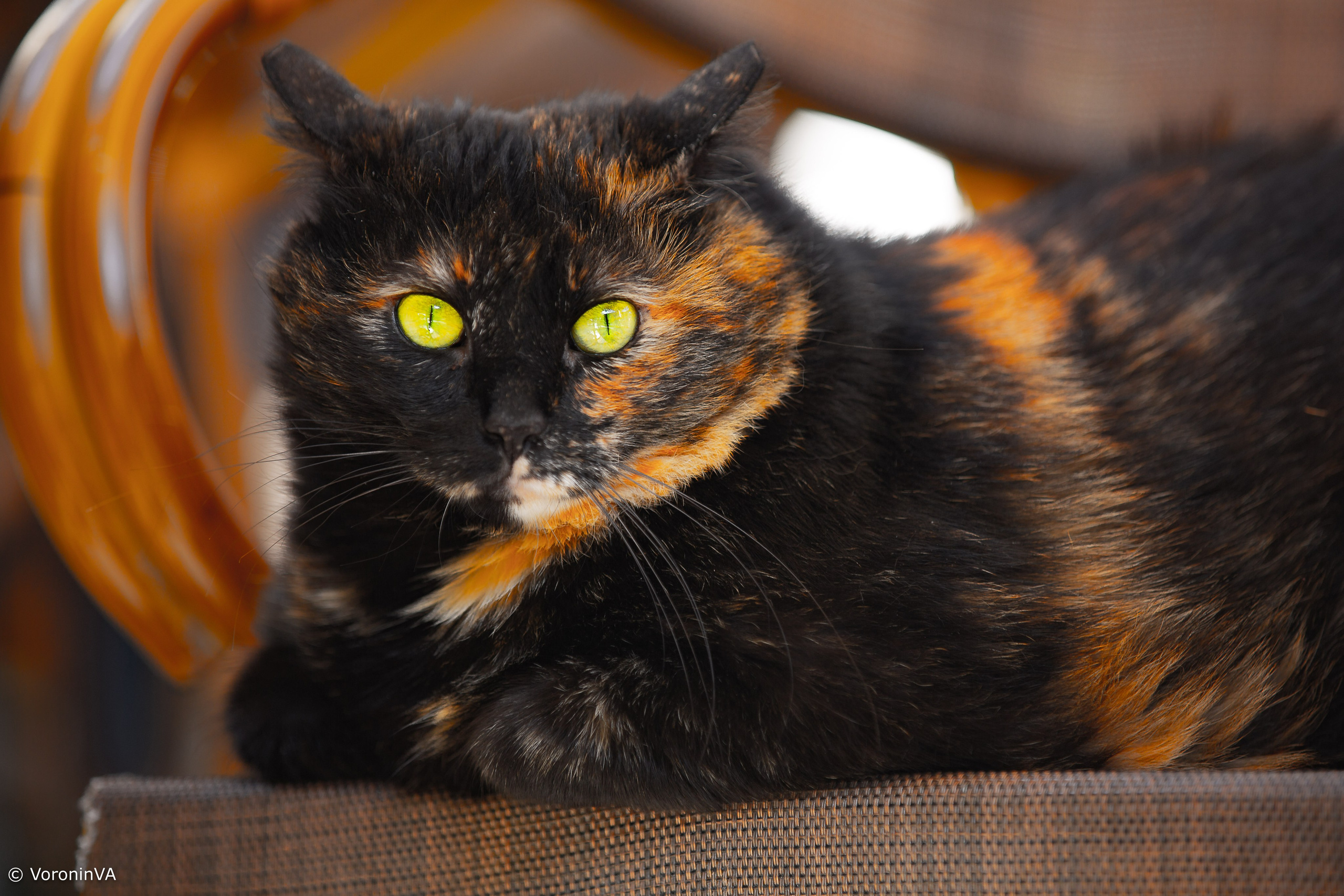 Vladimir Voronin — Walks, Portraits & Premium Prints. Photographer St. Augustine