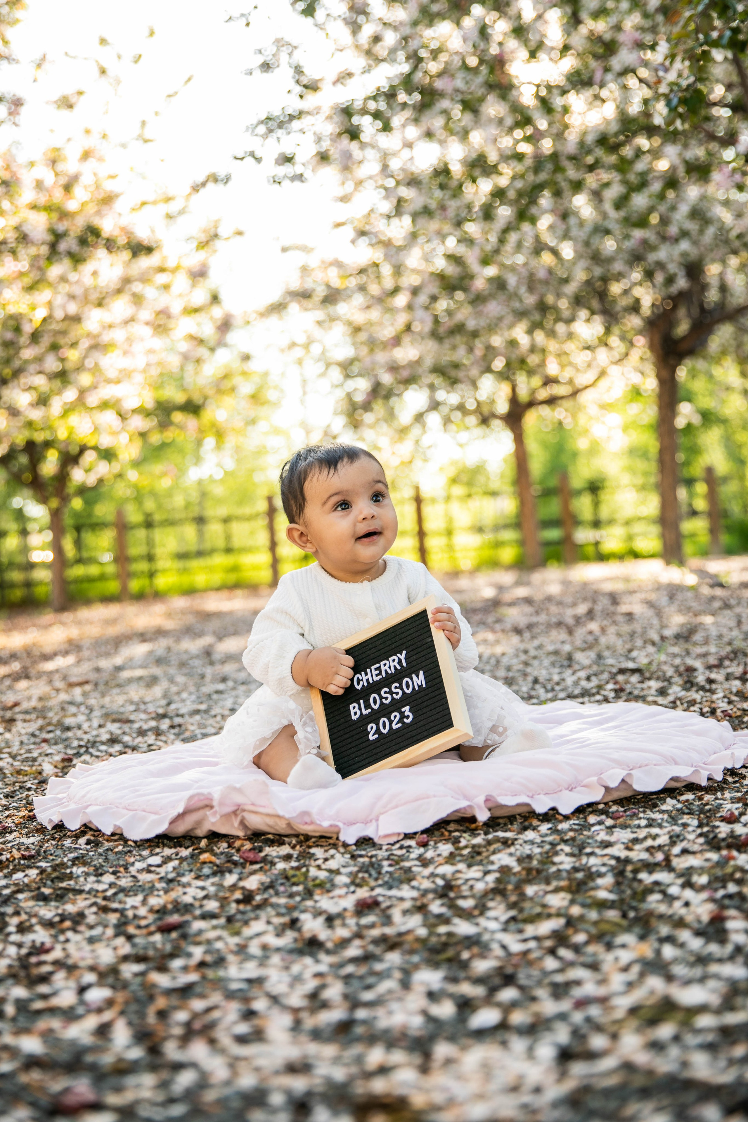 Cherry Blossom Photos in Calgary. Fotografía accesible en Calgary