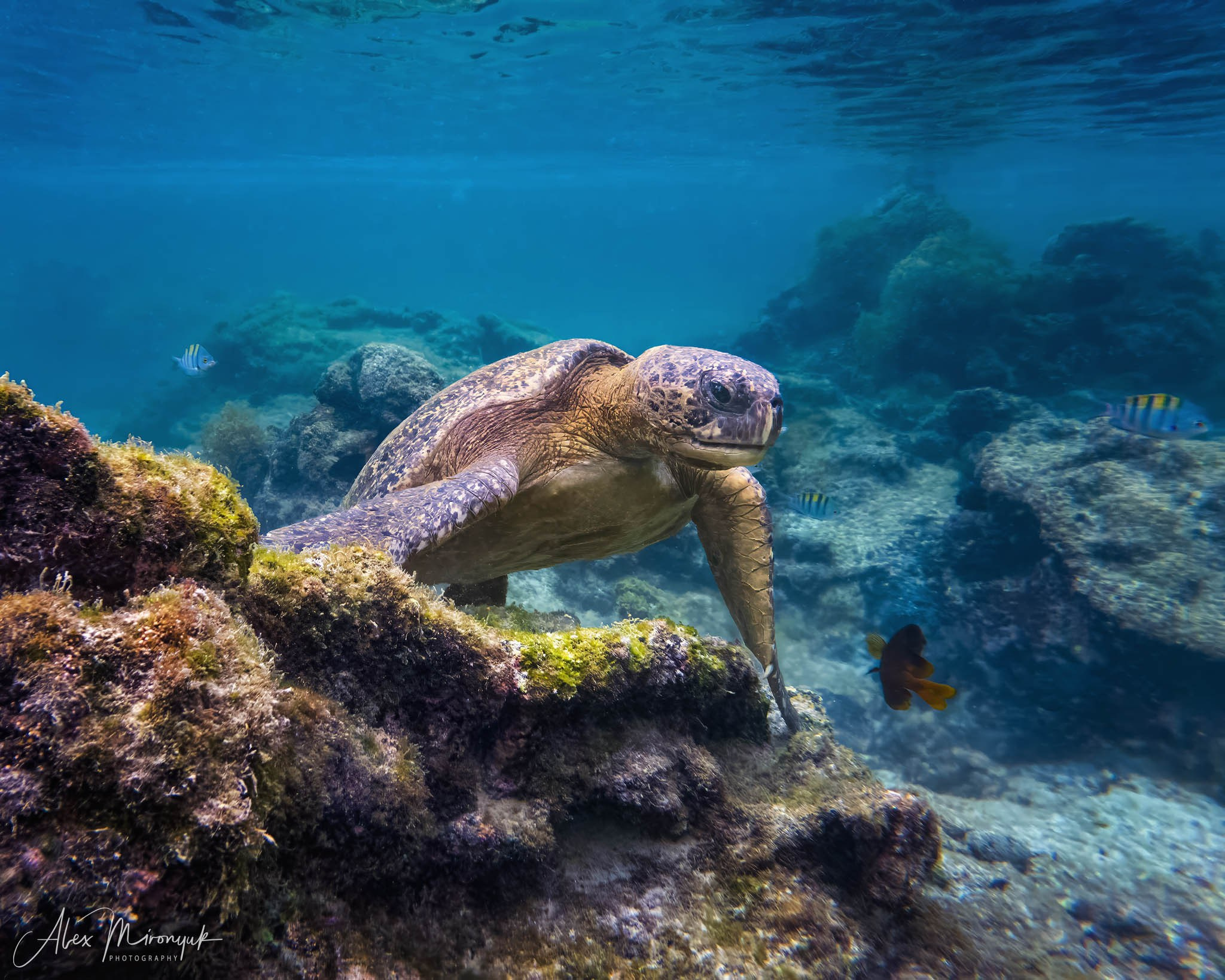 Galapagos Islands Adventure. Alex Mironyuk Photography