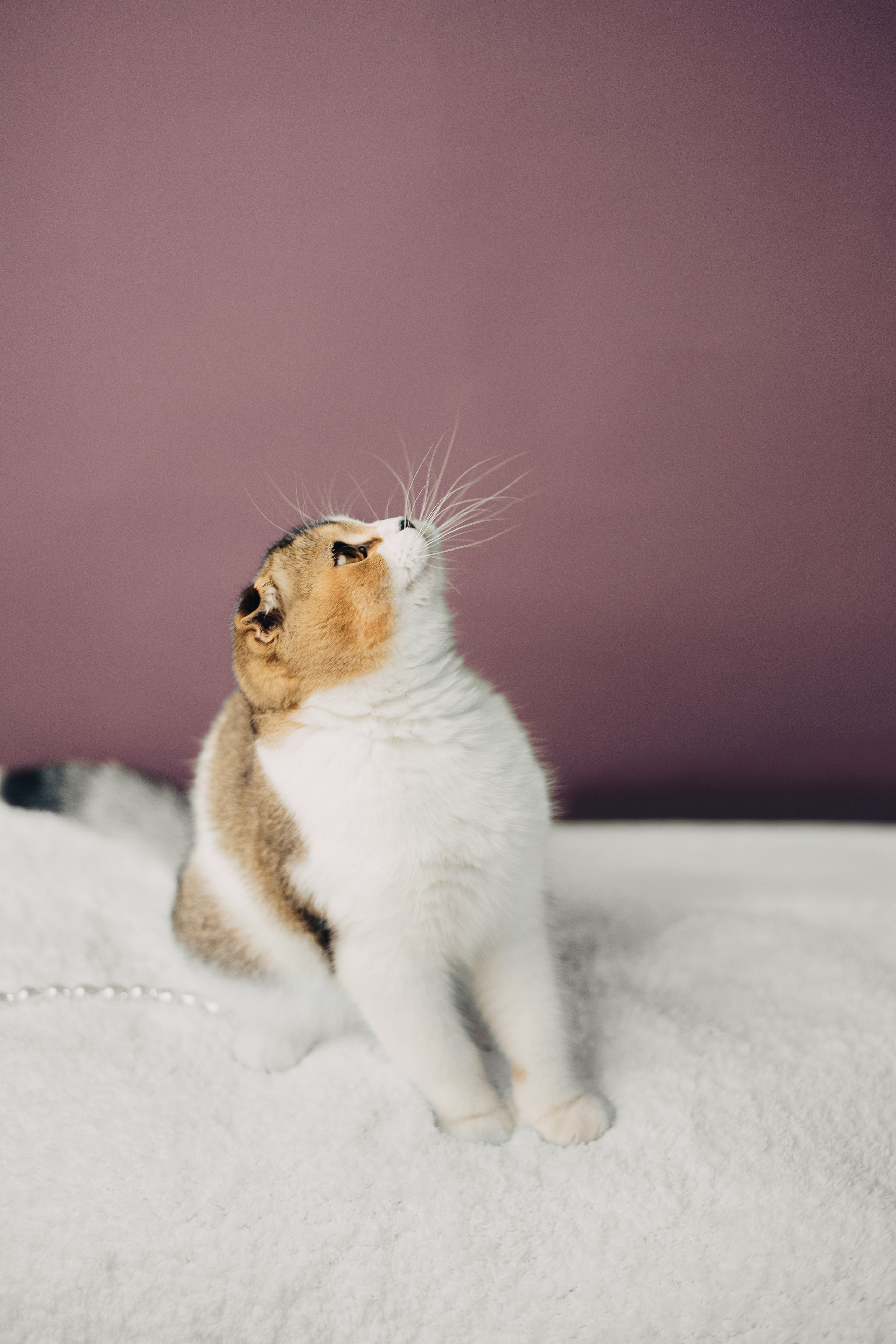 Pet photography. Photography & videography for brands. Individual shooting. Midlands, England