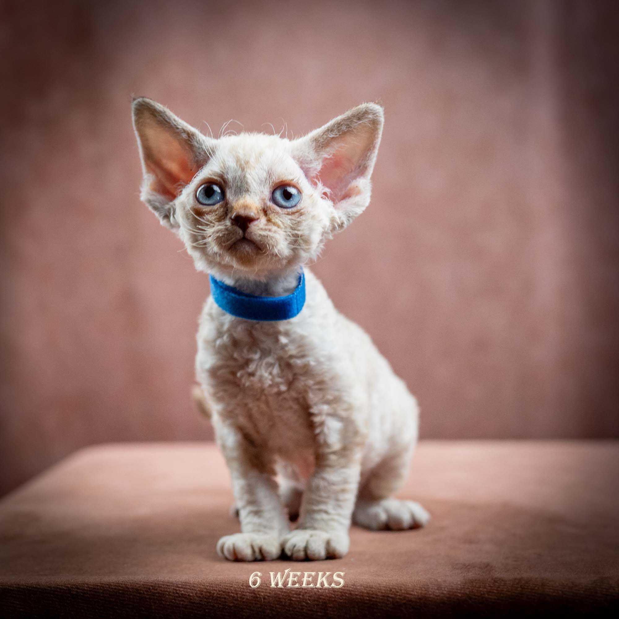Izzy, girl, born 06.01.2025. Devon Rex Pixie Cattery