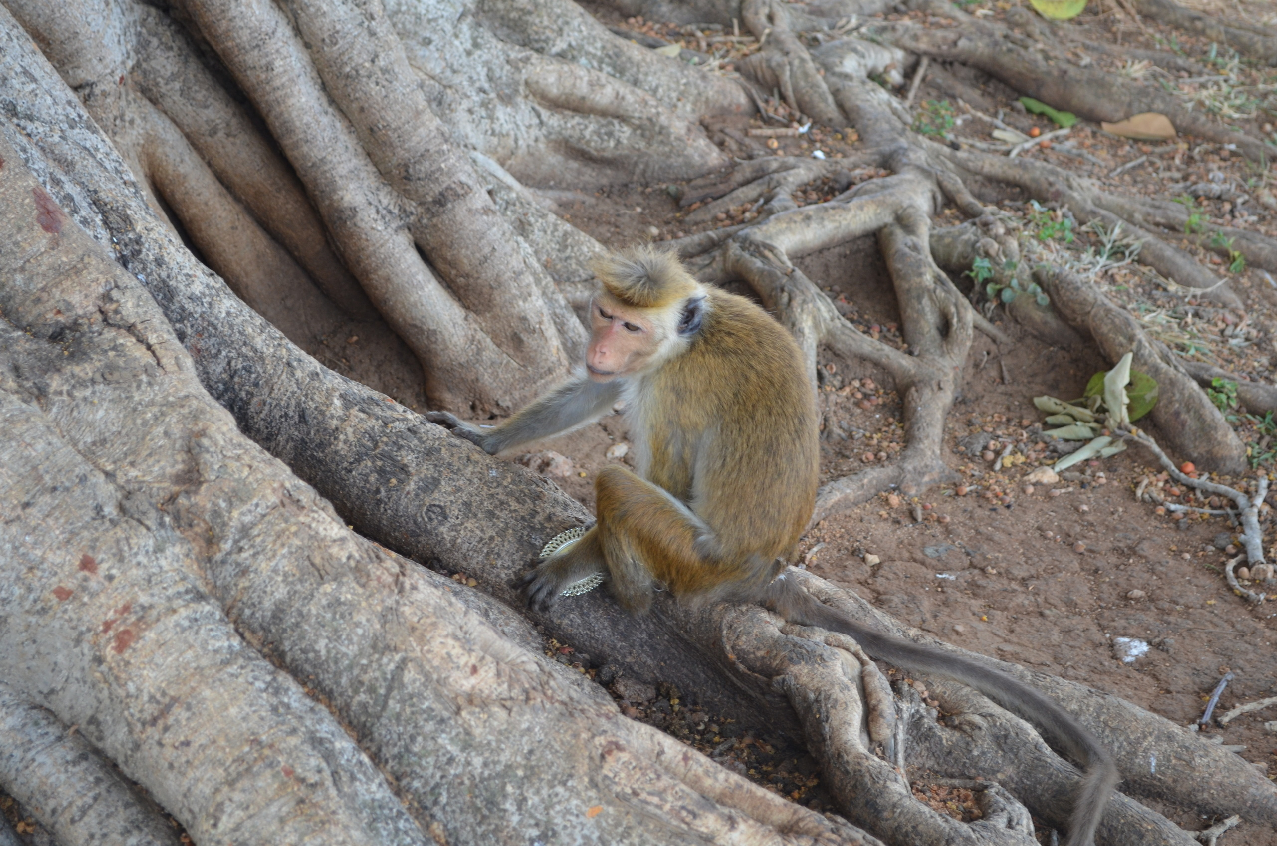 Шри-Ланка — Мальдивы. Mannequins, design, decoration, handmade, photographe…