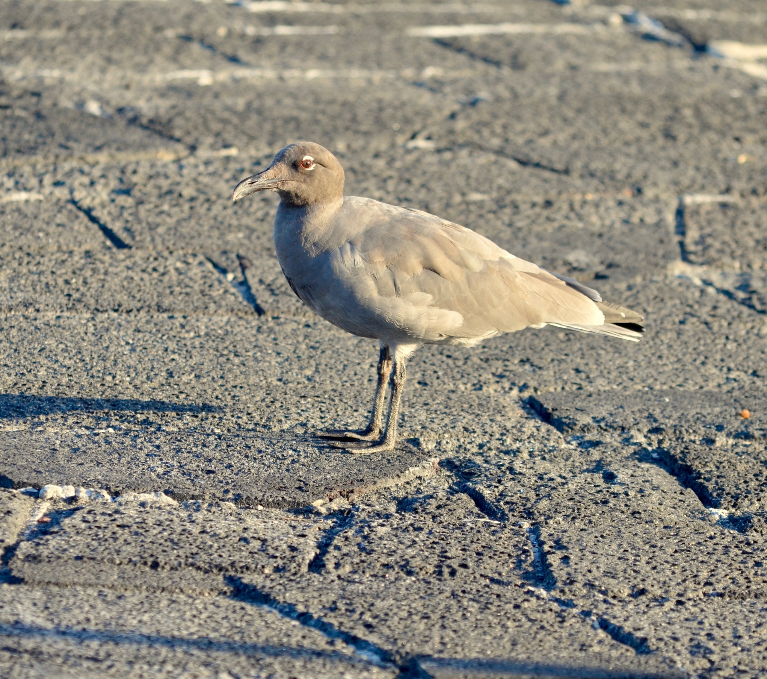 Galapagos 2017, Отчёт о путешествии на Галапагосские острова. Милок и Кирок это позитивные и реальные персоны из Люксембурга, много