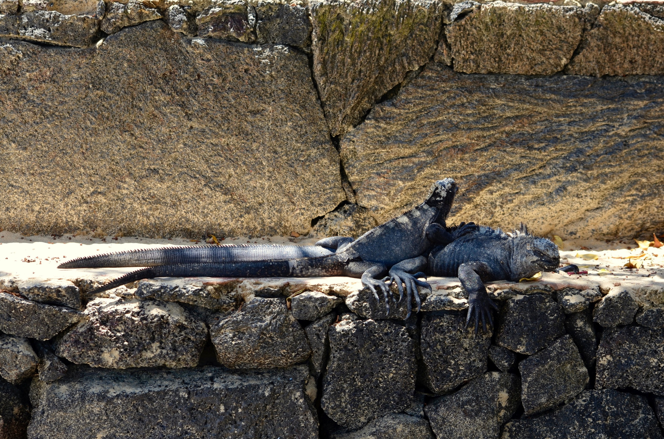 Galapagos 2017, Отчёт о путешествии на Галапагосские острова. Милок и Кирок это позитивные и реальные персоны из Люксембурга, много