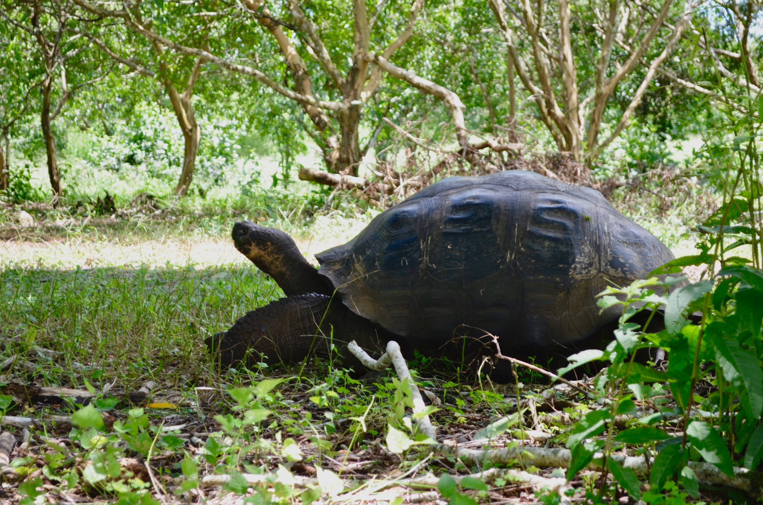 Galapagos 2017, Отчёт о путешествии на Галапагосские острова. Милок и Кирок это позитивные и реальные персоны из Люксембурга, много