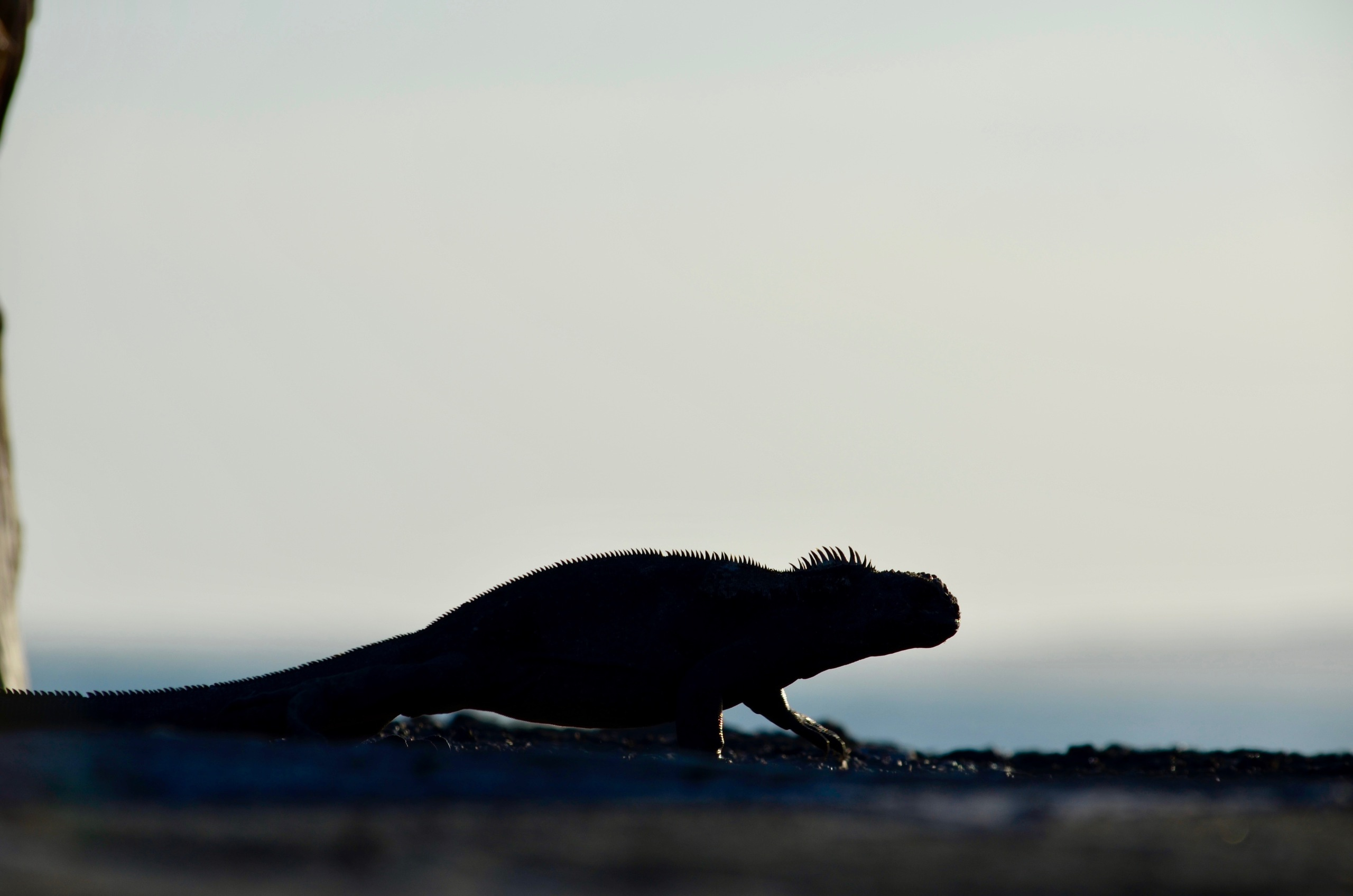 Galapagos 2017, Отчёт о путешествии на Галапагосские острова. Милок и Кирок это позитивные и реальные персоны из Люксембурга, много