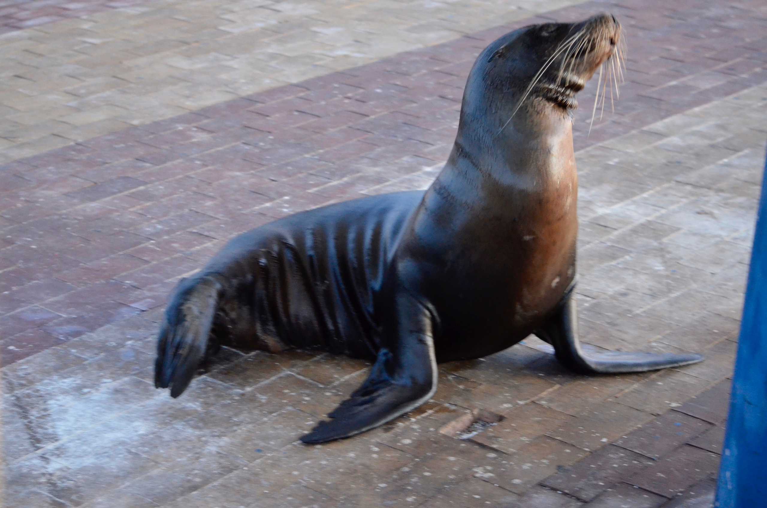 Galapagos 2017, Отчёт о путешествии на Галапагосские острова. Милок и Кирок это позитивные и реальные персоны из Люксембурга, много