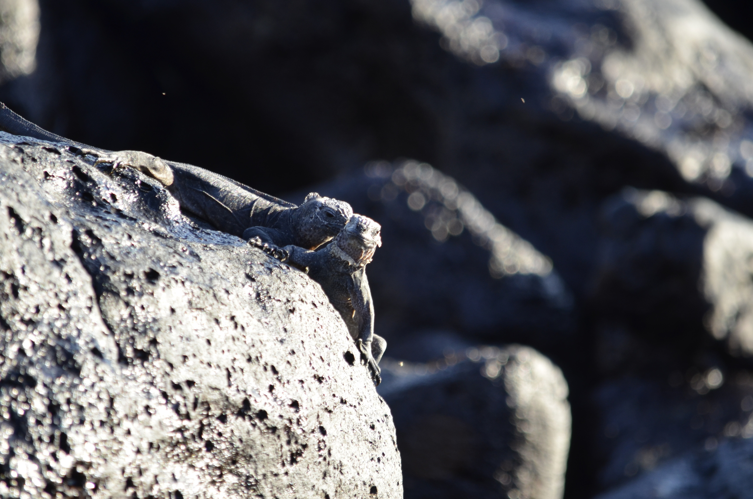 Galapagos 2017, Отчёт о путешествии на Галапагосские острова. Милок и Кирок это позитивные и реальные персоны из Люксембурга, много