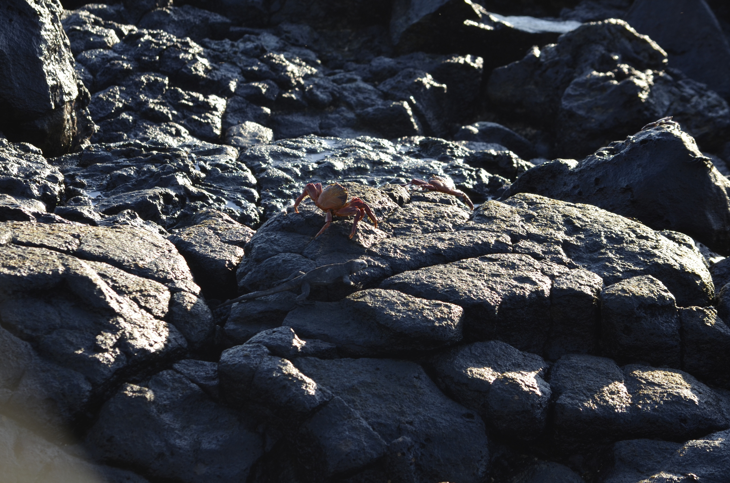Galapagos 2017, Отчёт о путешествии на Галапагосские острова. Милок и Кирок это позитивные и реальные персоны из Люксембурга, много