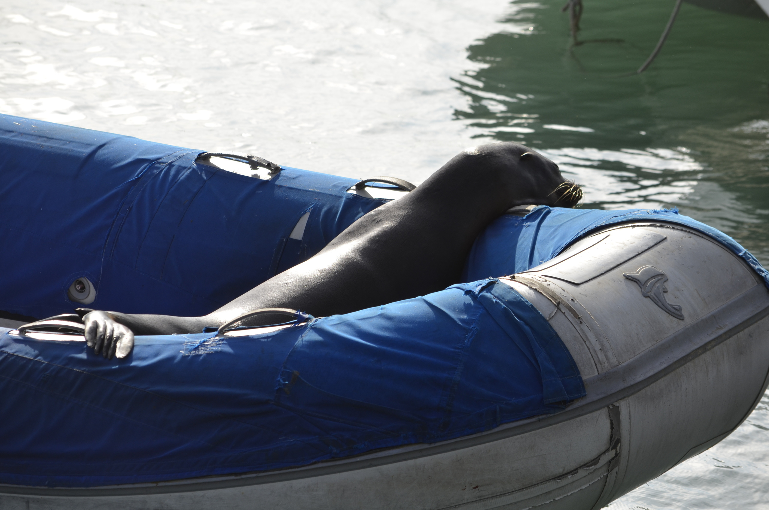 Galapagos 2017, Отчёт о путешествии на Галапагосские острова. Милок и Кирок это позитивные и реальные персоны из Люксембурга, много