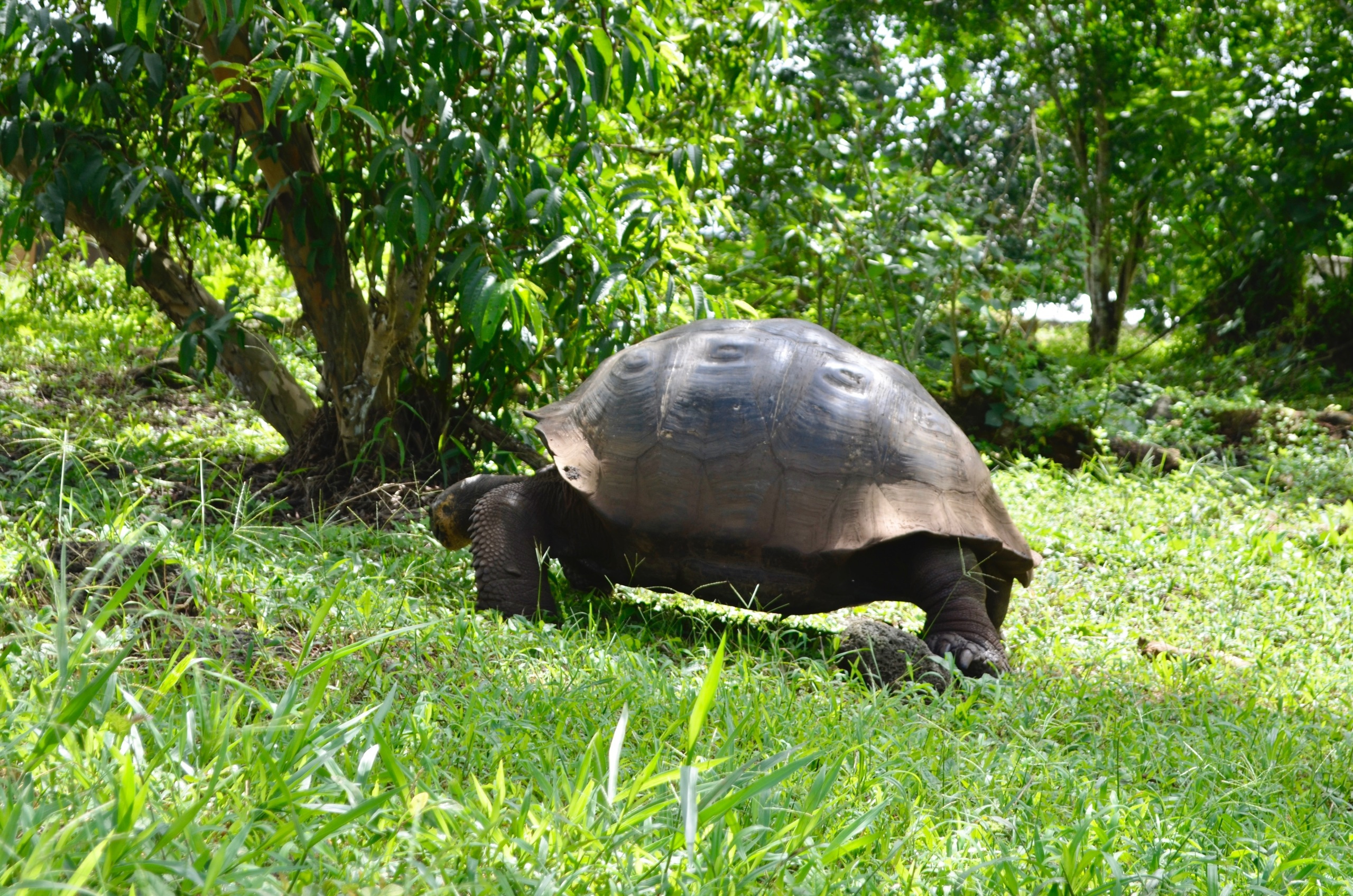 Galapagos 2017, Отчёт о путешествии на Галапагосские острова. Милок и Кирок это позитивные и реальные персоны из Люксембурга, много