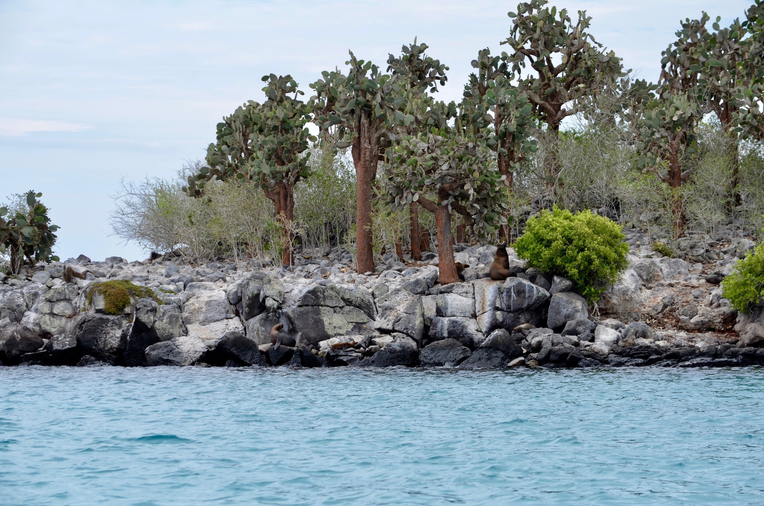 Galapagos 2017, Отчёт о путешествии на Галапагосские острова. Милок и Кирок это позитивные и реальные персоны из Люксембурга, много