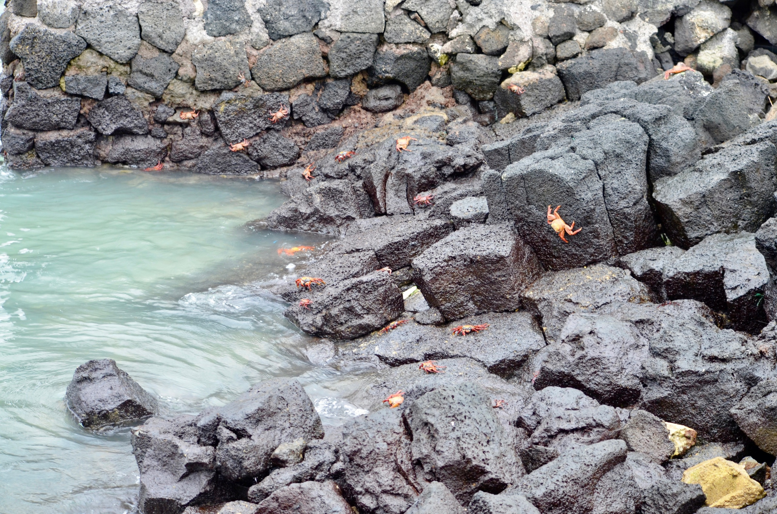 Galapagos 2017, Отчёт о путешествии на Галапагосские острова. Милок и Кирок это позитивные и реальные персоны из Люксембурга, много