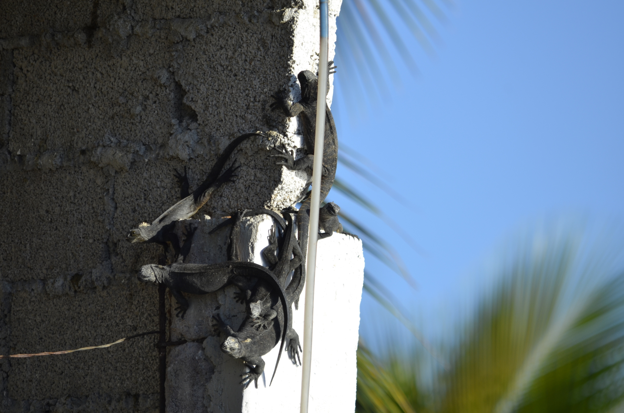 Galapagos 2017, Отчёт о путешествии на Галапагосские острова. Милок и Кирок это позитивные и реальные персоны из Люксембурга, много