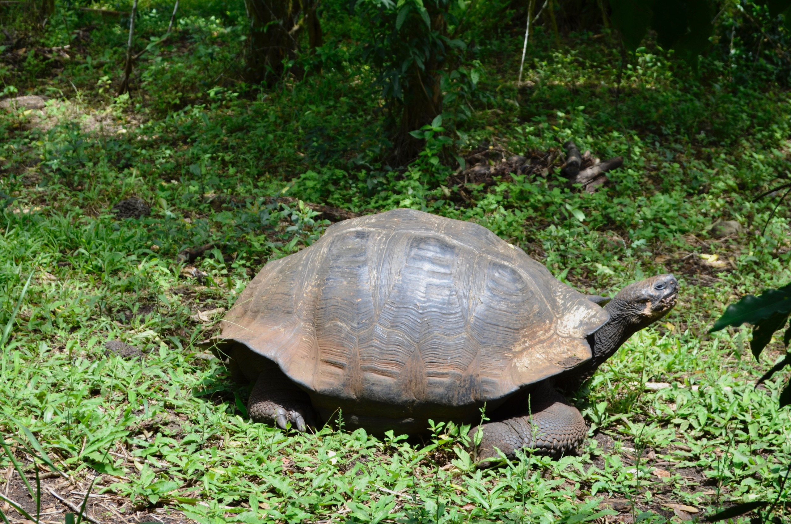 Galapagos 2017, Отчёт о путешествии на Галапагосские острова. Милок и Кирок это позитивные и реальные персоны из Люксембурга, много