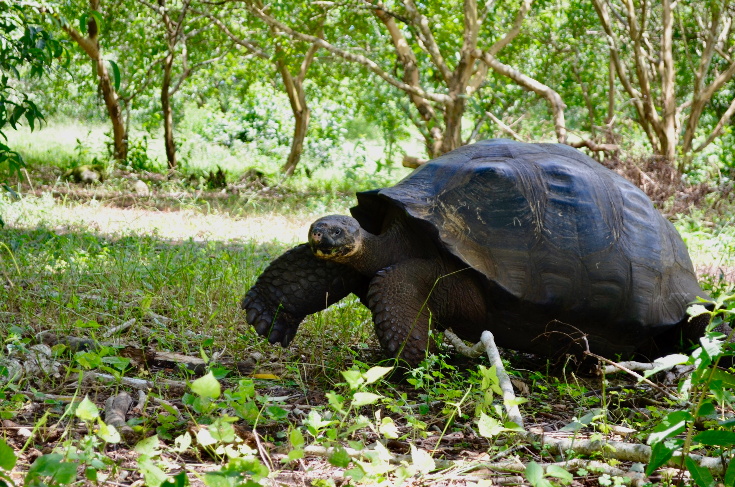 Galapagos 2017, Отчёт о путешествии на Галапагосские острова. Милок и Кирок это позитивные и реальные персоны из Люксембурга, много