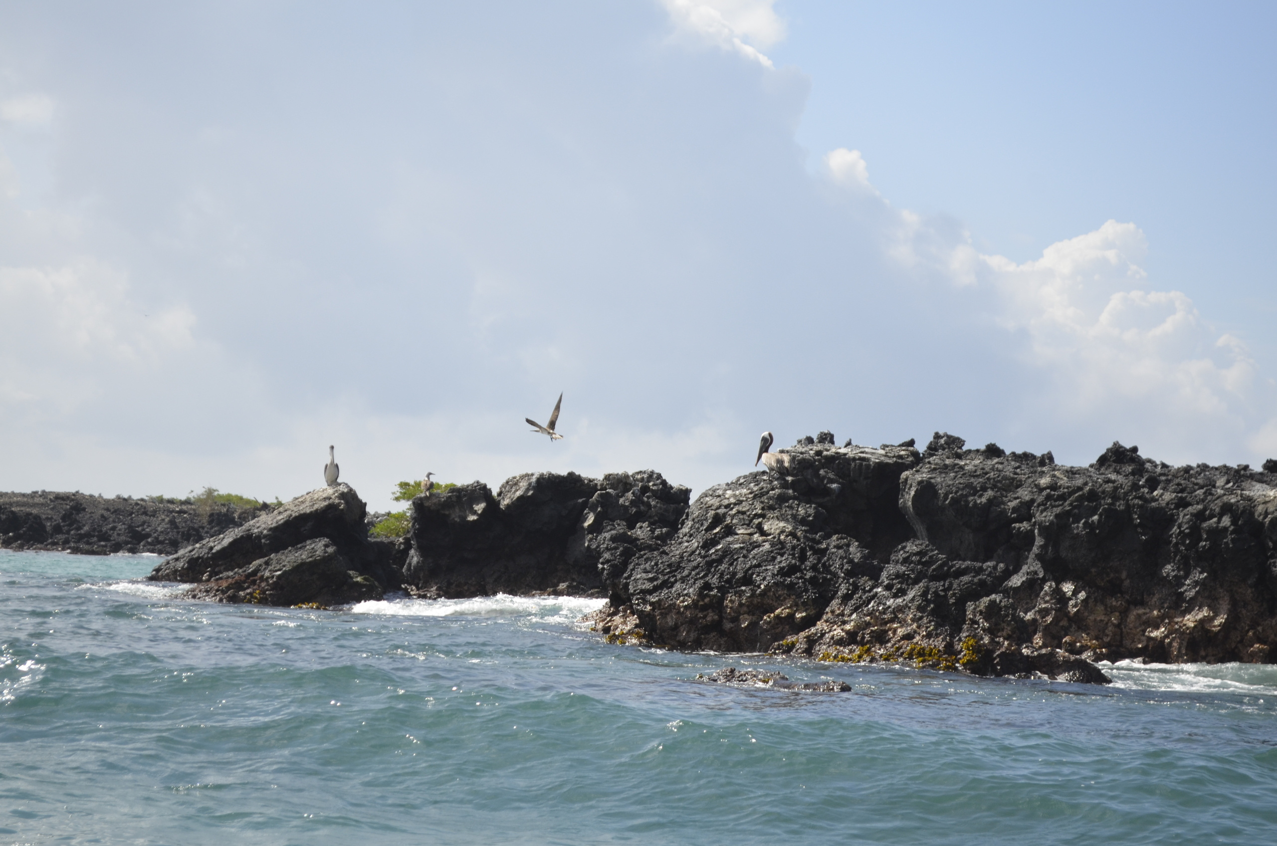 Galapagos 2017, Отчёт о путешествии на Галапагосские острова. Милок и Кирок это позитивные и реальные персоны из Люксембурга, много