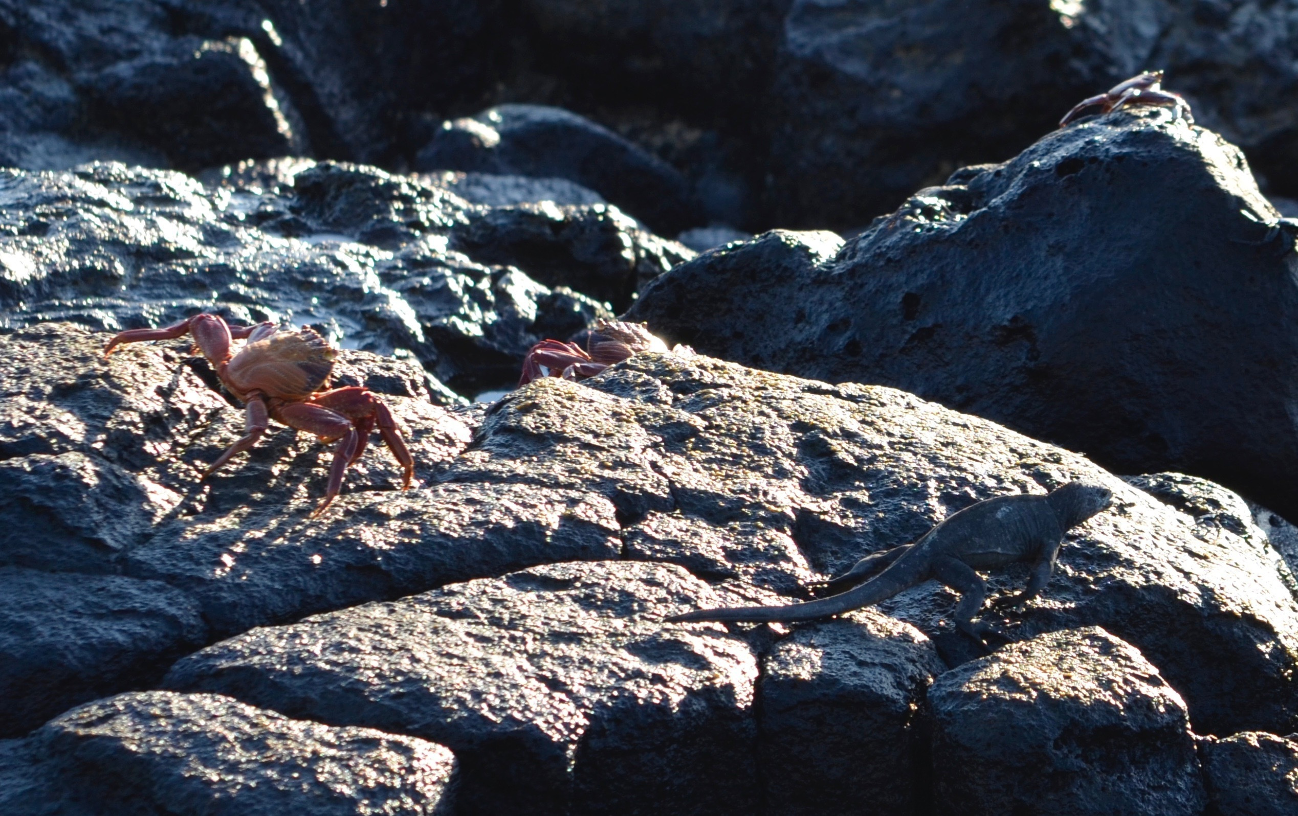Galapagos 2017, Отчёт о путешествии на Галапагосские острова. Милок и Кирок это позитивные и реальные персоны из Люксембурга, много