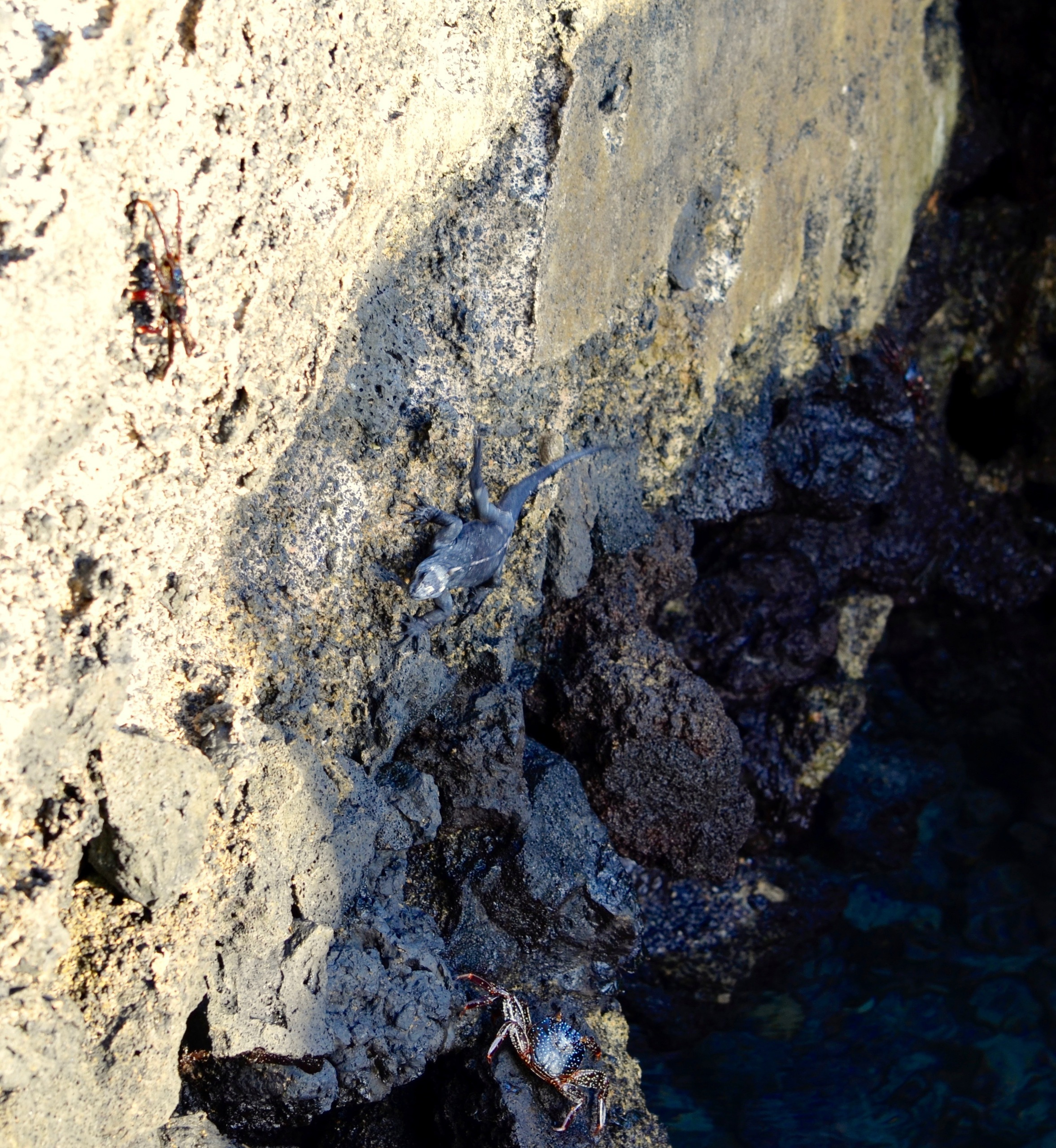 Galapagos 2017, Отчёт о путешествии на Галапагосские острова. Милок и Кирок это позитивные и реальные персоны из Люксембурга, много