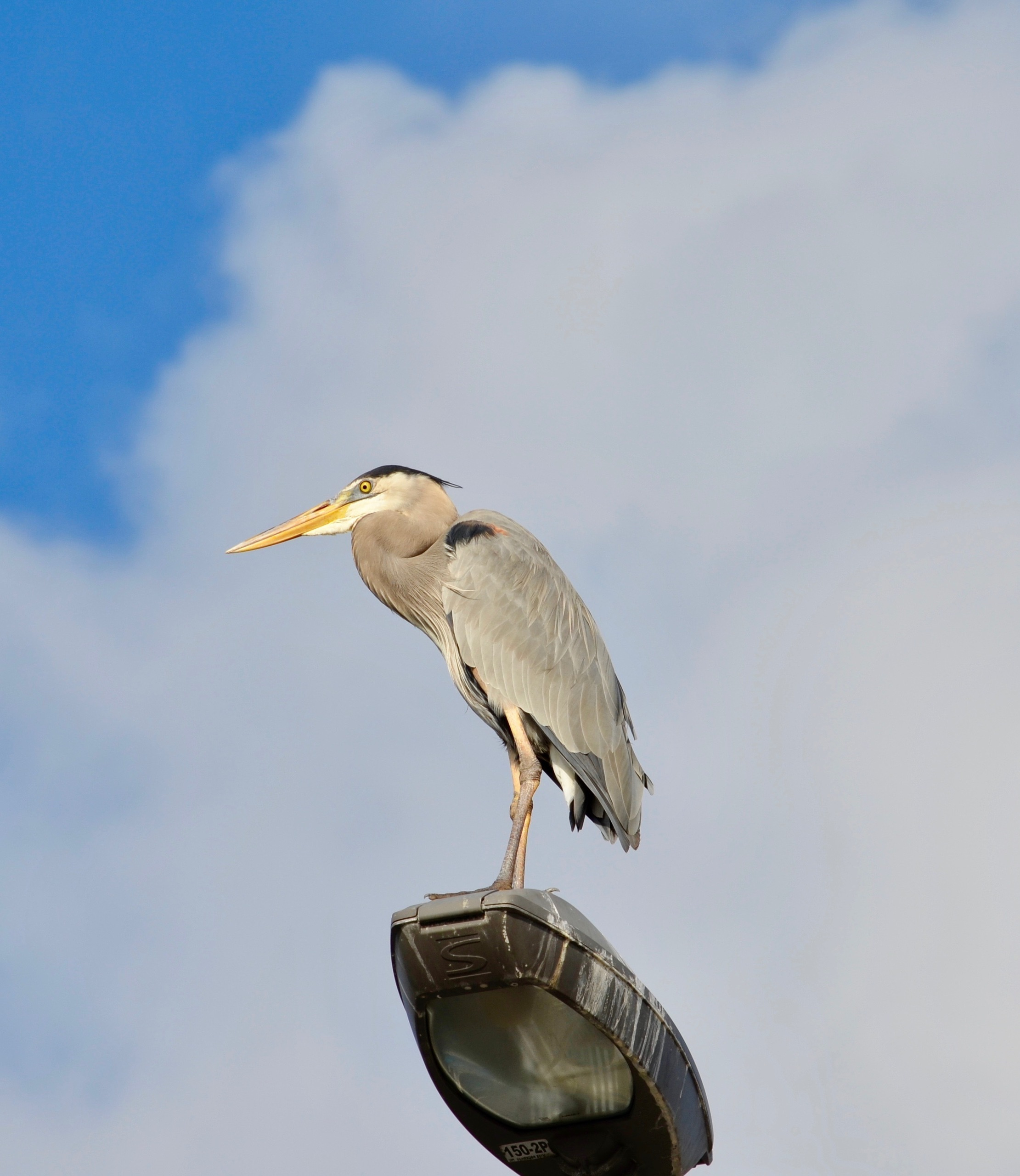 Galapagos 2017, Отчёт о путешествии на Галапагосские острова. Милок и Кирок это позитивные и реальные персоны из Люксембурга, много