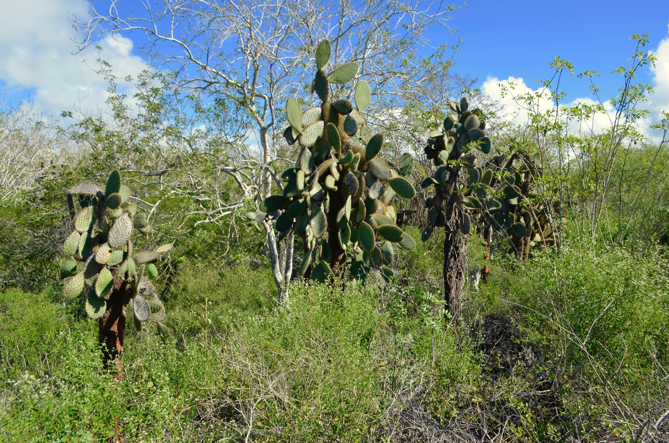 Galapagos 2017, Отчёт о путешествии на Галапагосские острова. Милок и Кирок это позитивные и реальные персоны из Люксембурга, много