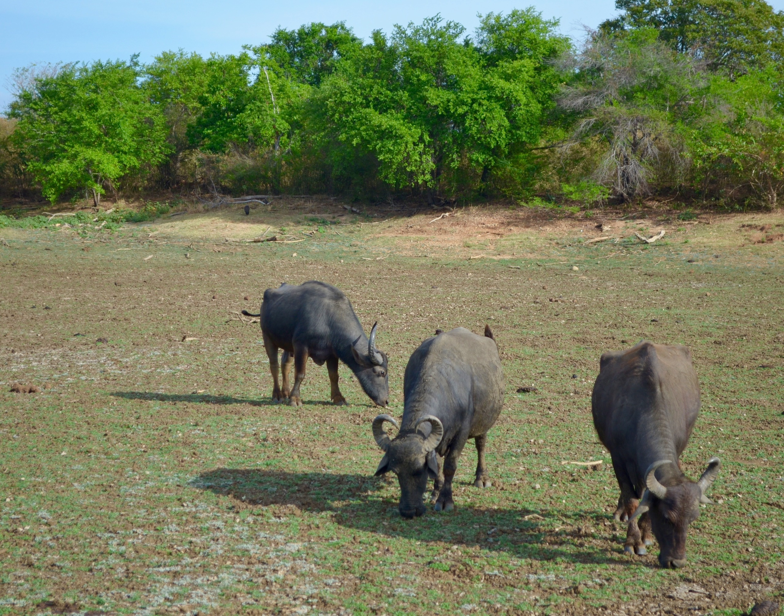 Шри-Ланка — Мальдивы. Mannequins, design, decoration, handmade, photographe…