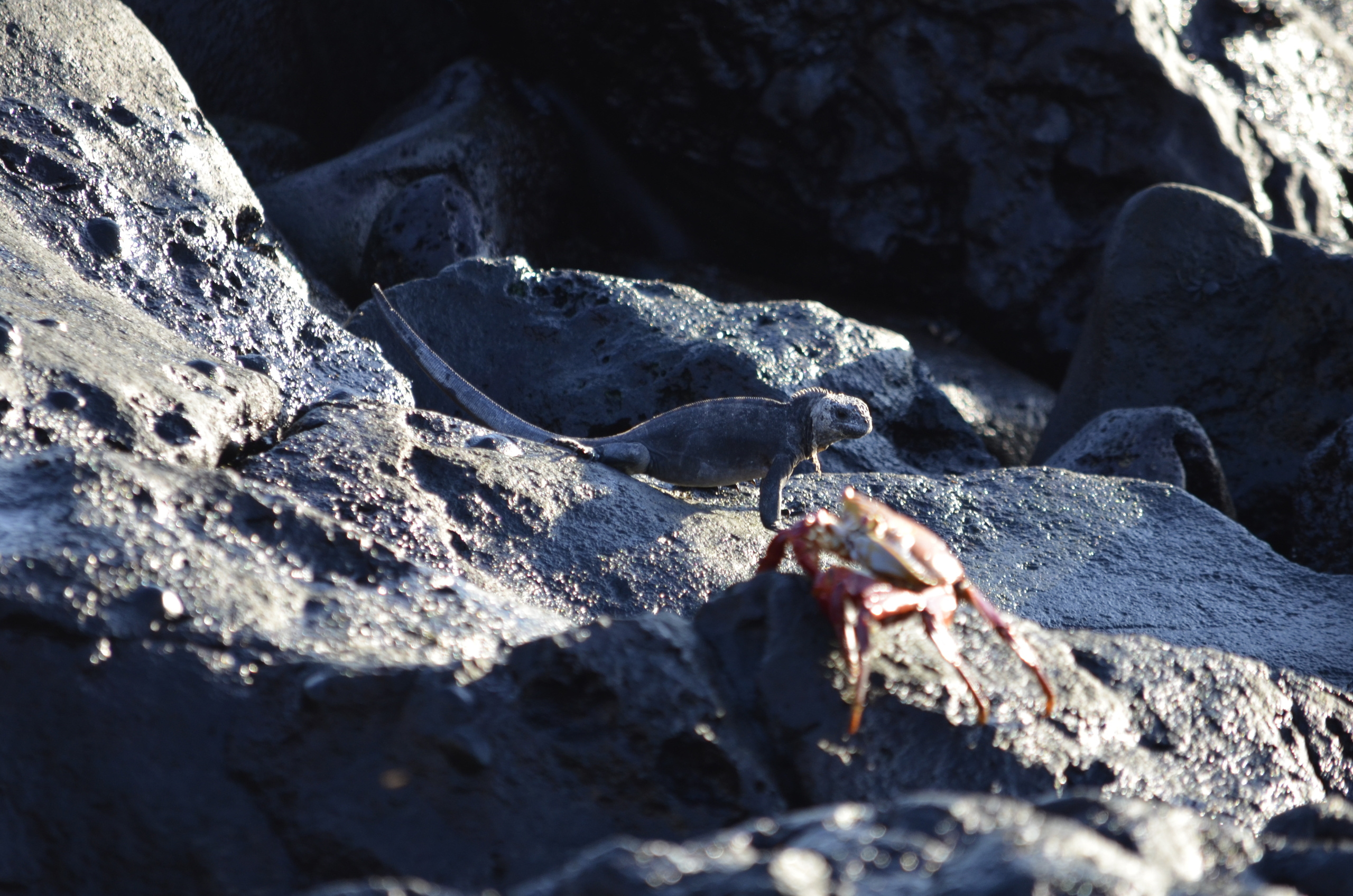 Galapagos 2017, Отчёт о путешествии на Галапагосские острова. Милок и Кирок это позитивные и реальные персоны из Люксембурга, много