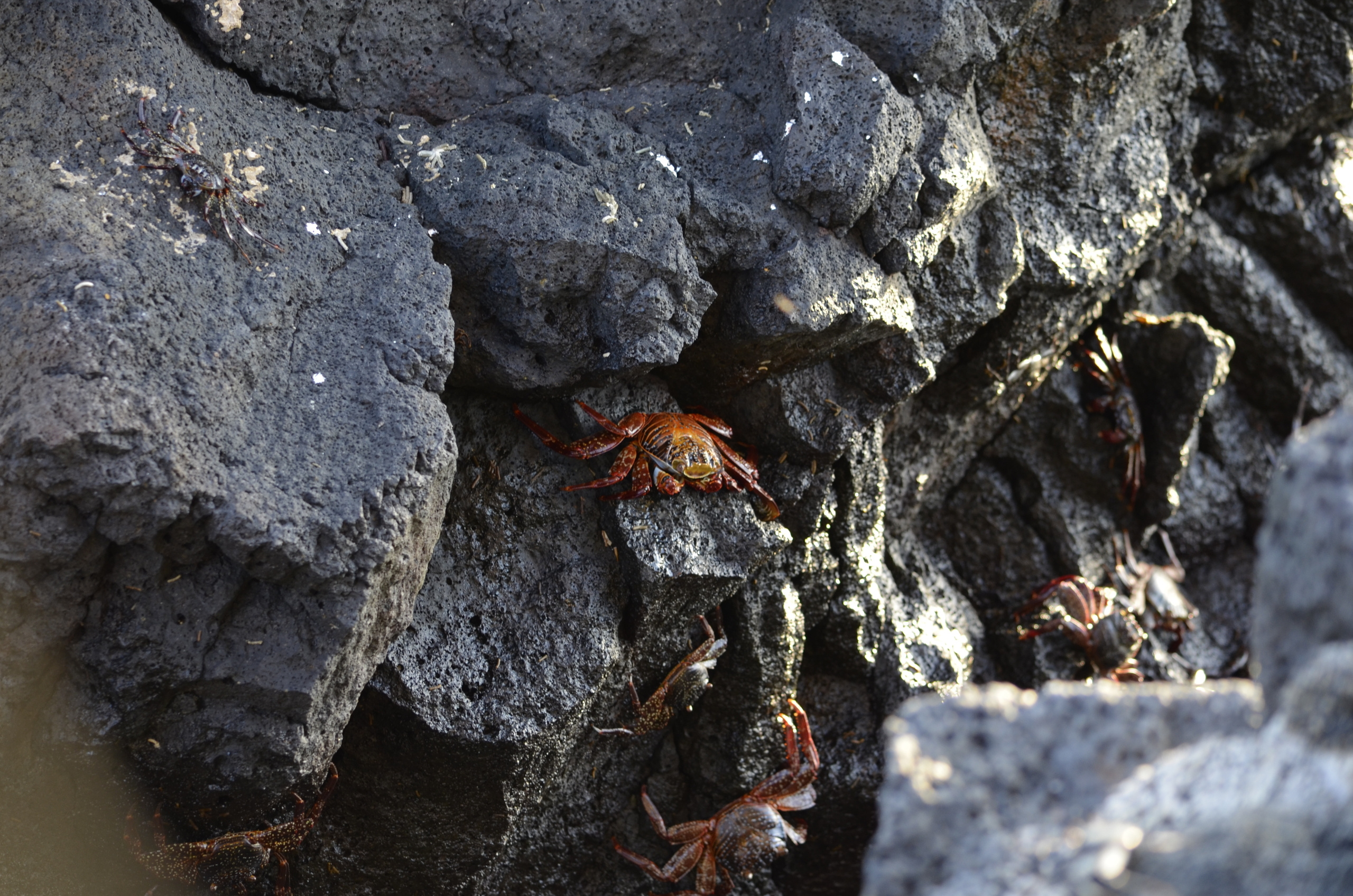 Galapagos 2017, Отчёт о путешествии на Галапагосские острова. Милок и Кирок это позитивные и реальные персоны из Люксембурга, много