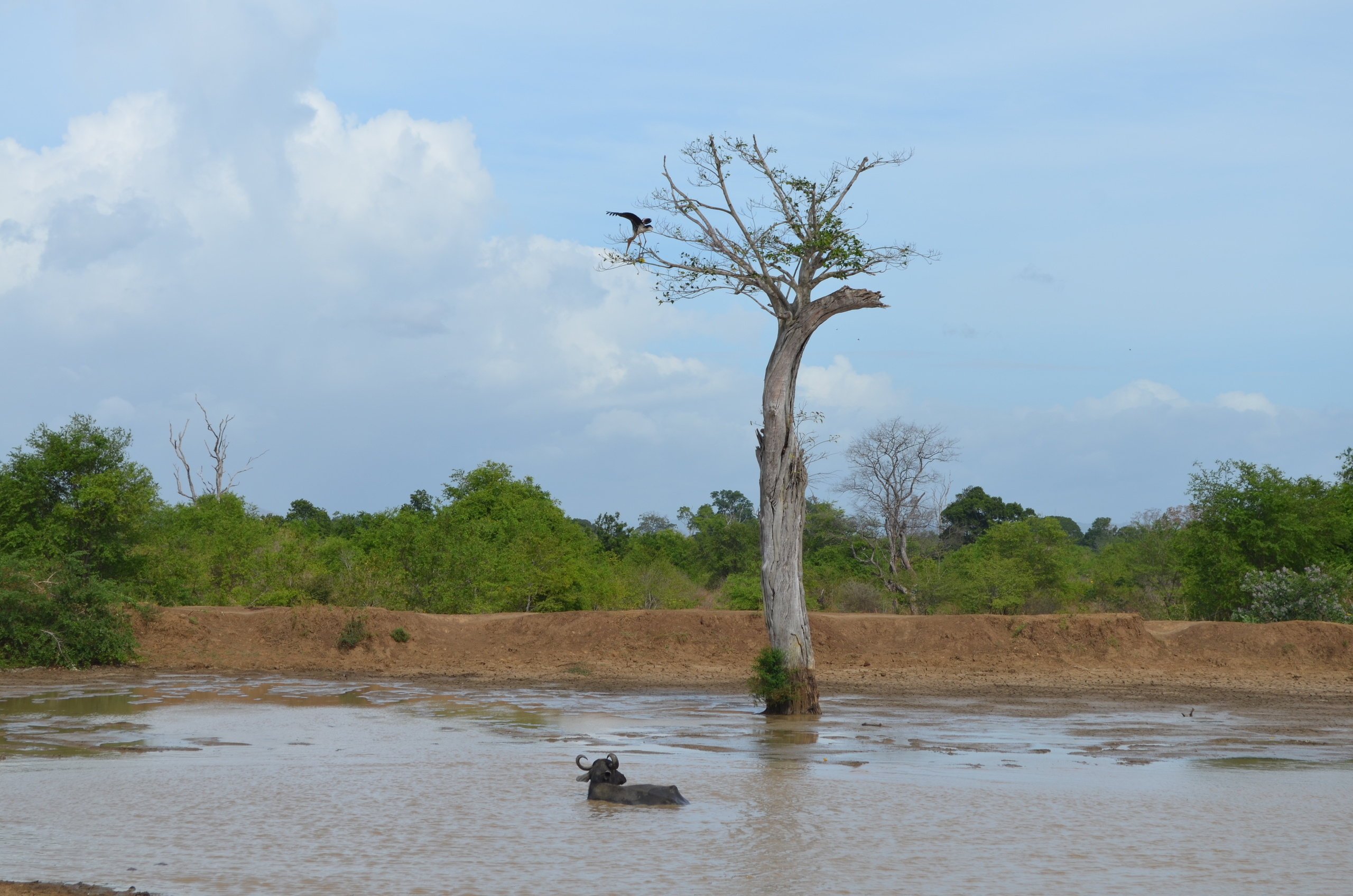 Шри-Ланка — Мальдивы. Mannequins, design, decoration, handmade, photographe…