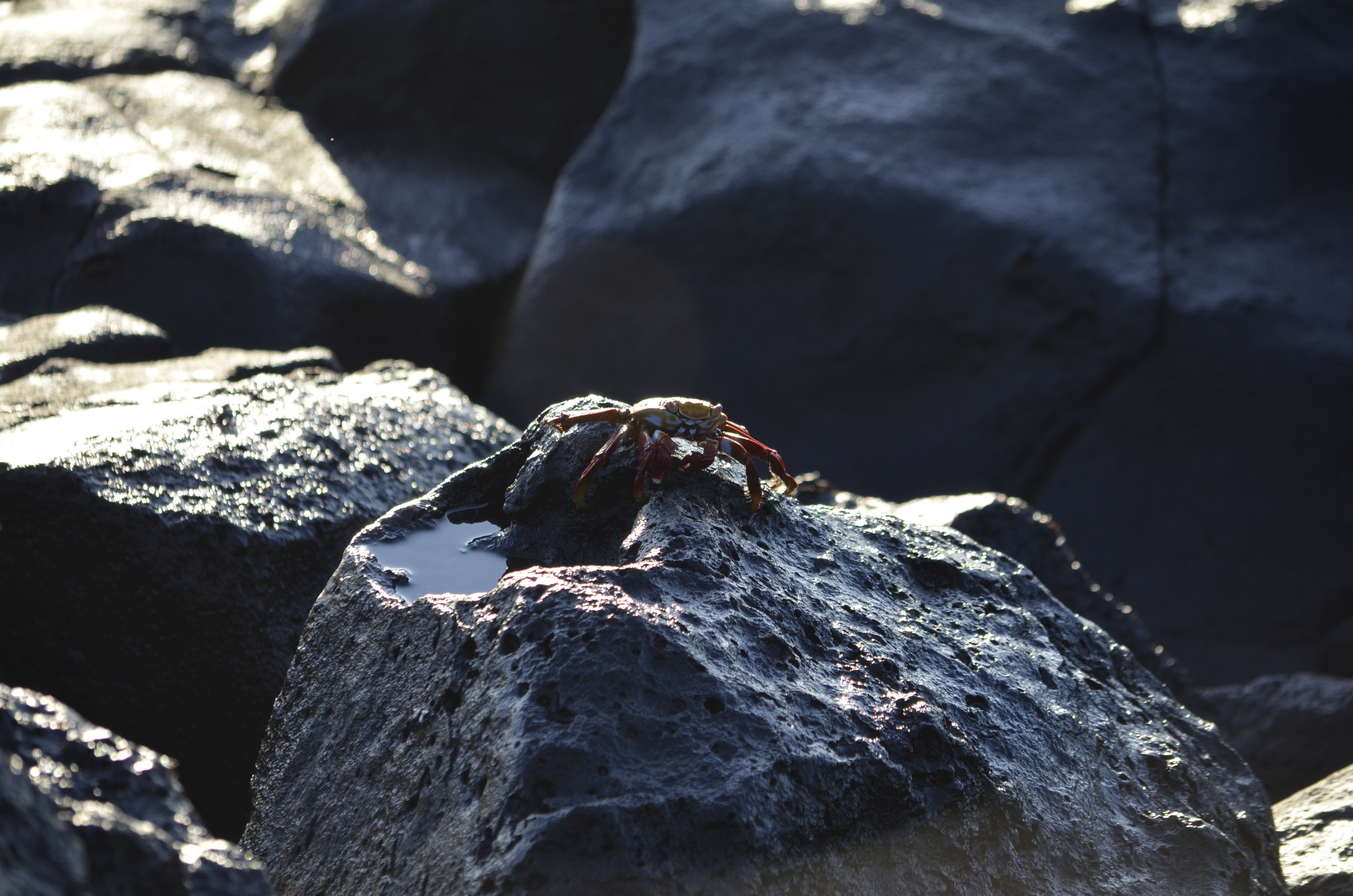 Galapagos 2017, Отчёт о путешествии на Галапагосские острова. Милок и Кирок это позитивные и реальные персоны из Люксембурга, много