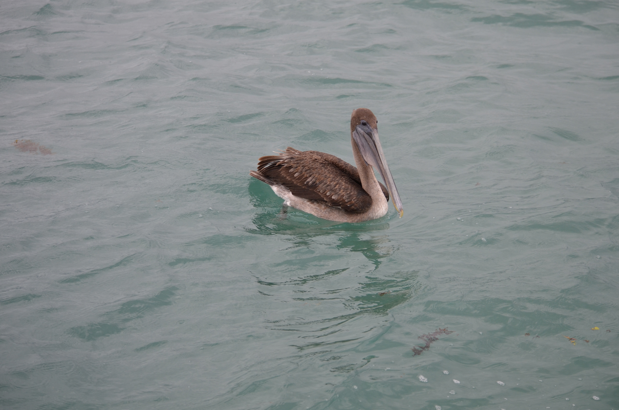 Galapagos 2017, Отчёт о путешествии на Галапагосские острова. Милок и Кирок это позитивные и реальные персоны из Люксембурга, много