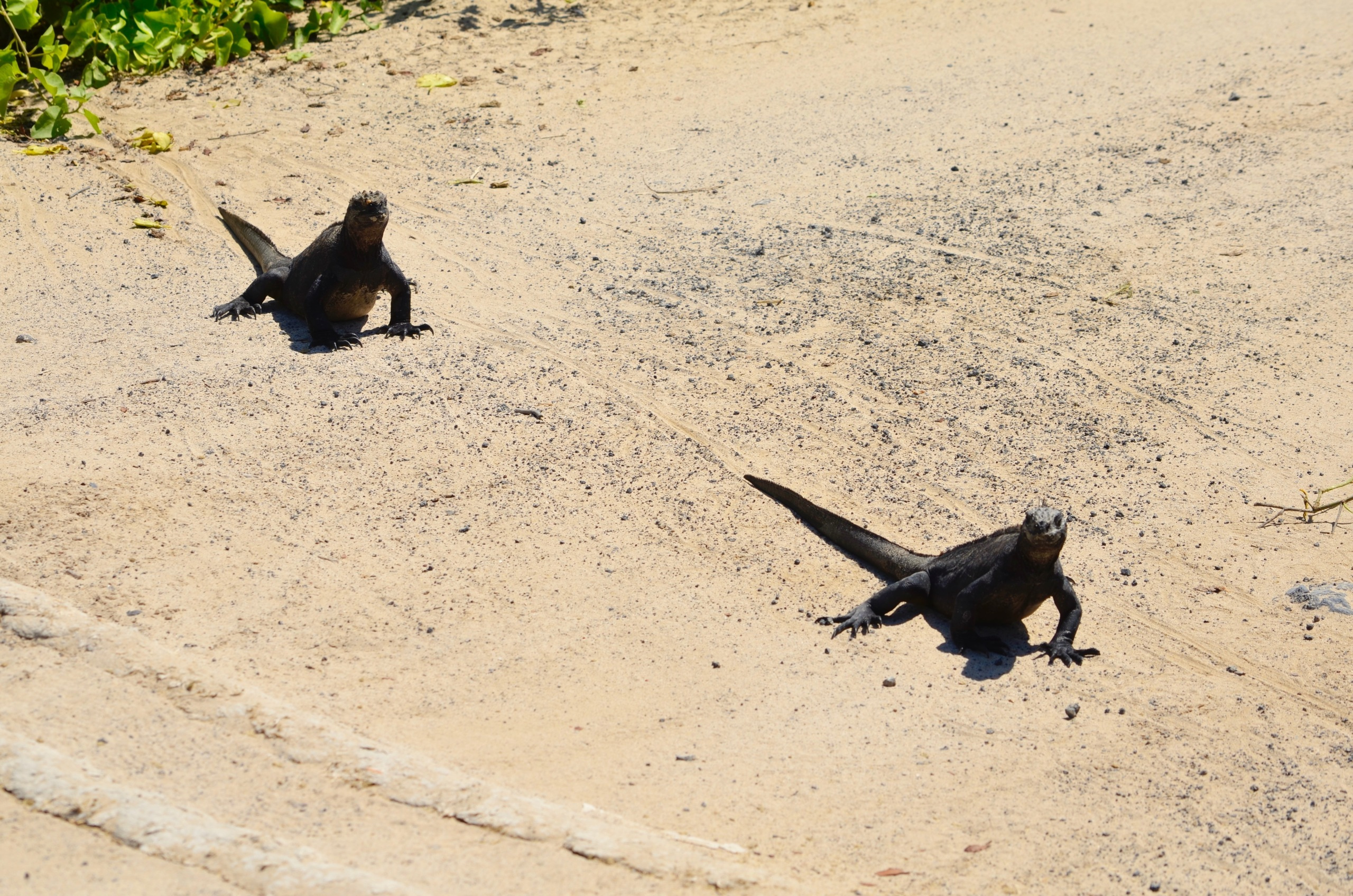 Galapagos 2017, Отчёт о путешествии на Галапагосские острова. Милок и Кирок это позитивные и реальные персоны из Люксембурга, много