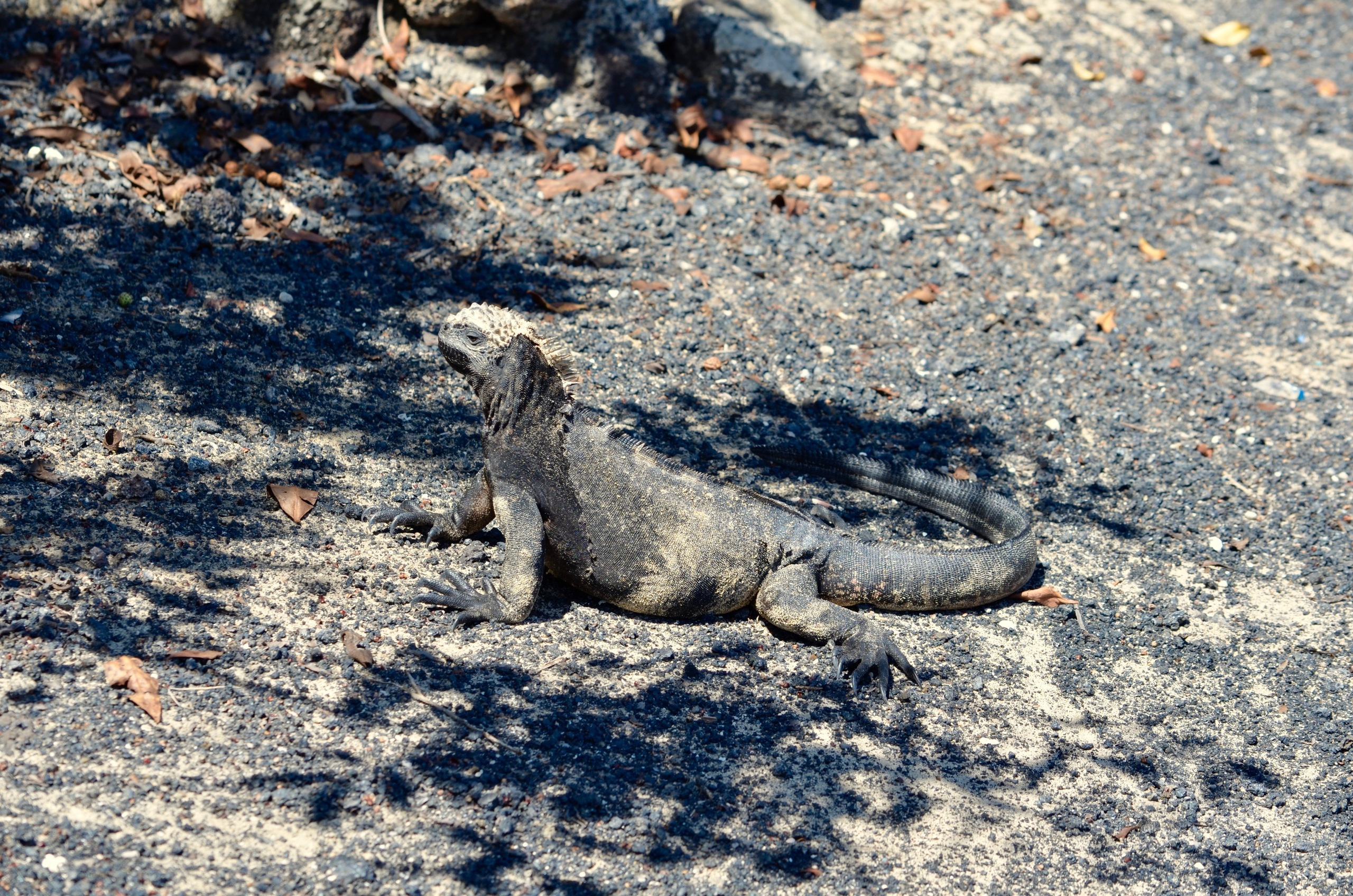 Galapagos 2017, Отчёт о путешествии на Галапагосские острова. Милок и Кирок это позитивные и реальные персоны из Люксембурга, много