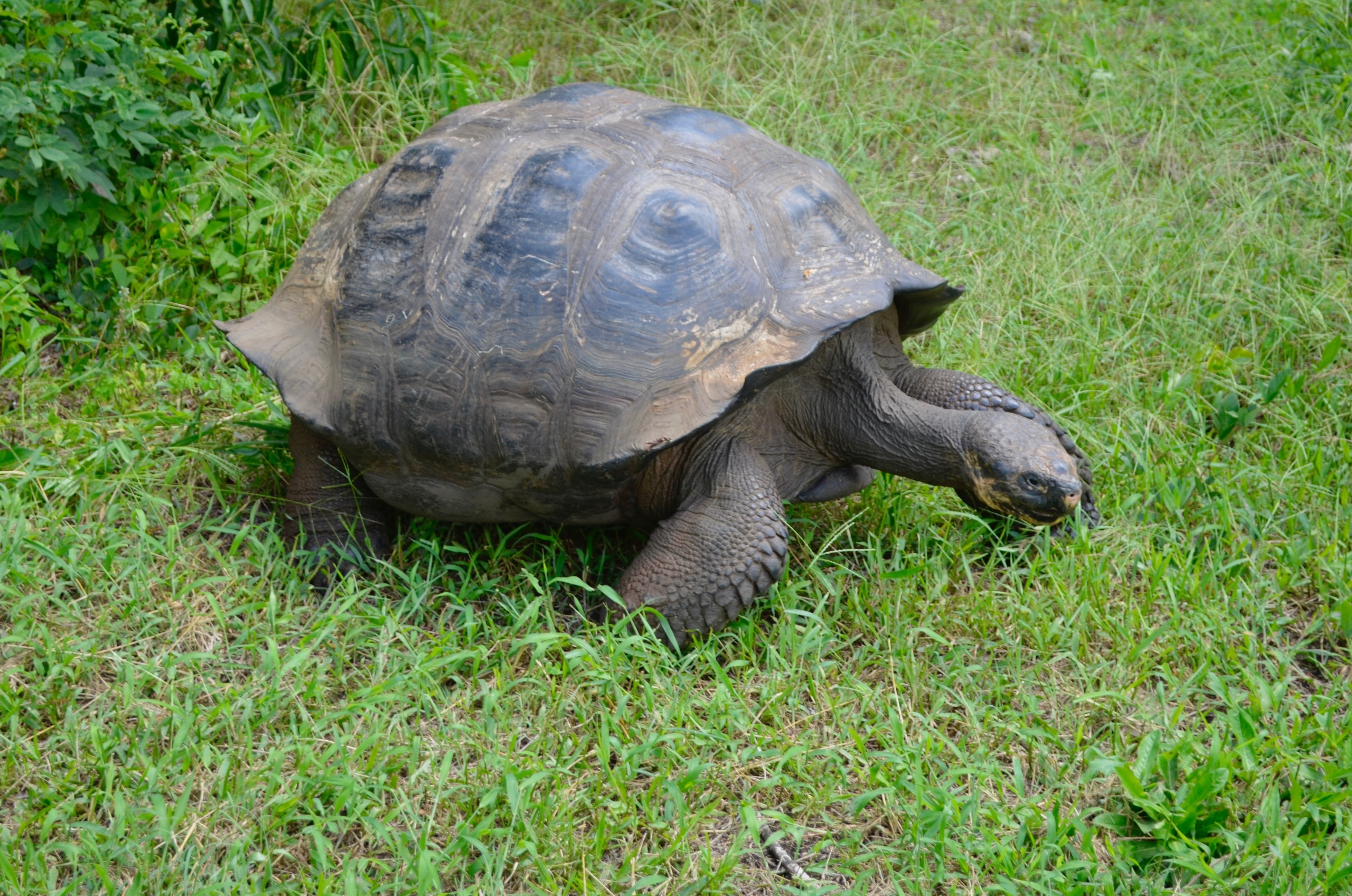 Galapagos 2017, Отчёт о путешествии на Галапагосские острова. Милок и Кирок это позитивные и реальные персоны из Люксембурга, много