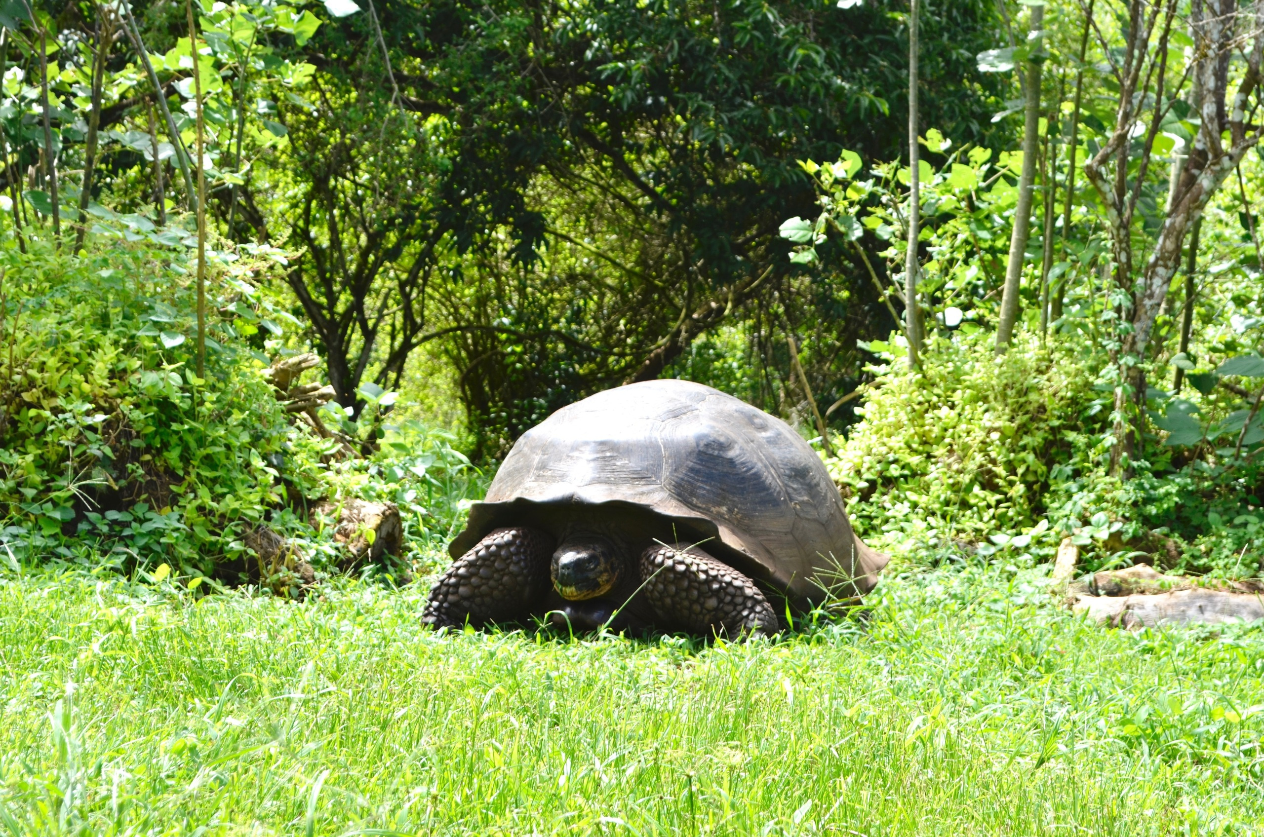 Galapagos 2017, Отчёт о путешествии на Галапагосские острова. Милок и Кирок это позитивные и реальные персоны из Люксембурга, много