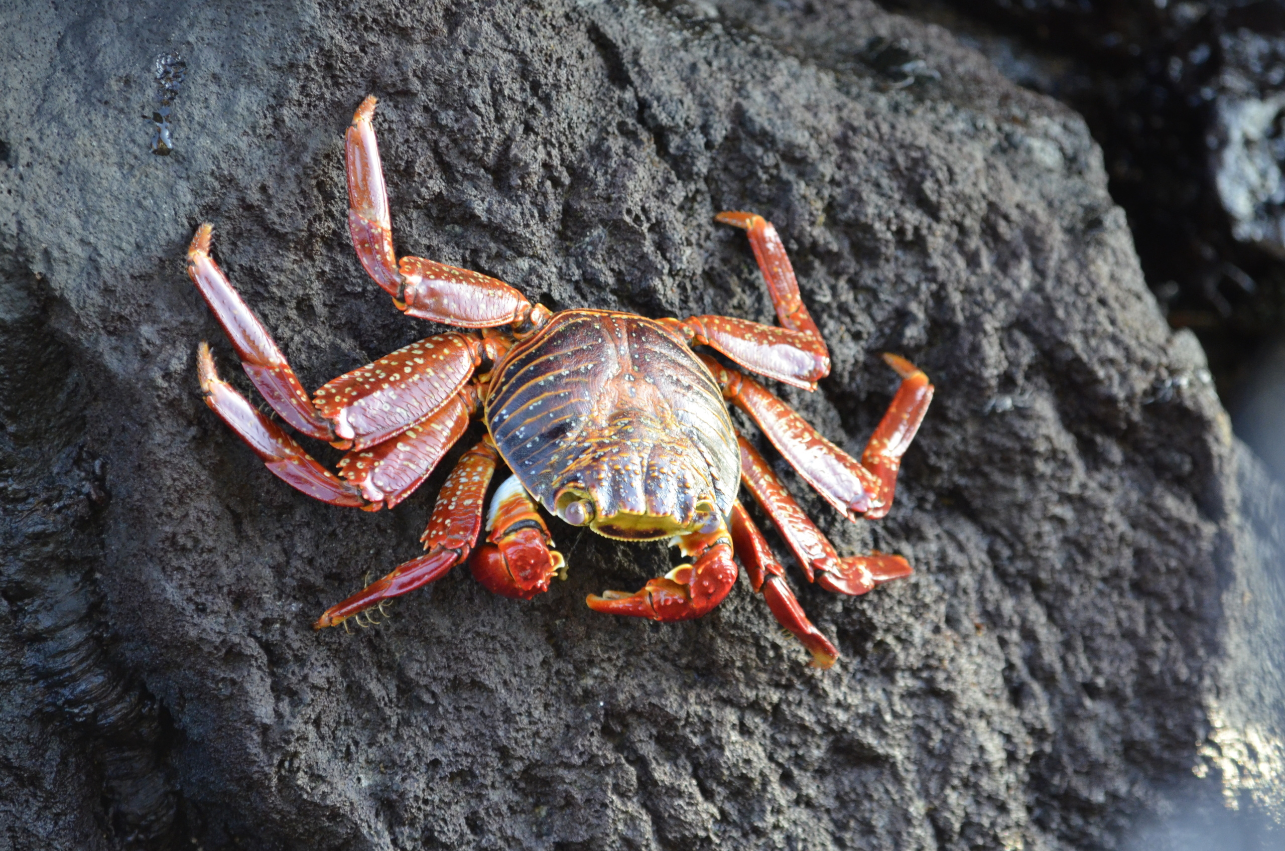 Galapagos 2017, Отчёт о путешествии на Галапагосские острова. Милок и Кирок это позитивные и реальные персоны из Люксембурга, много