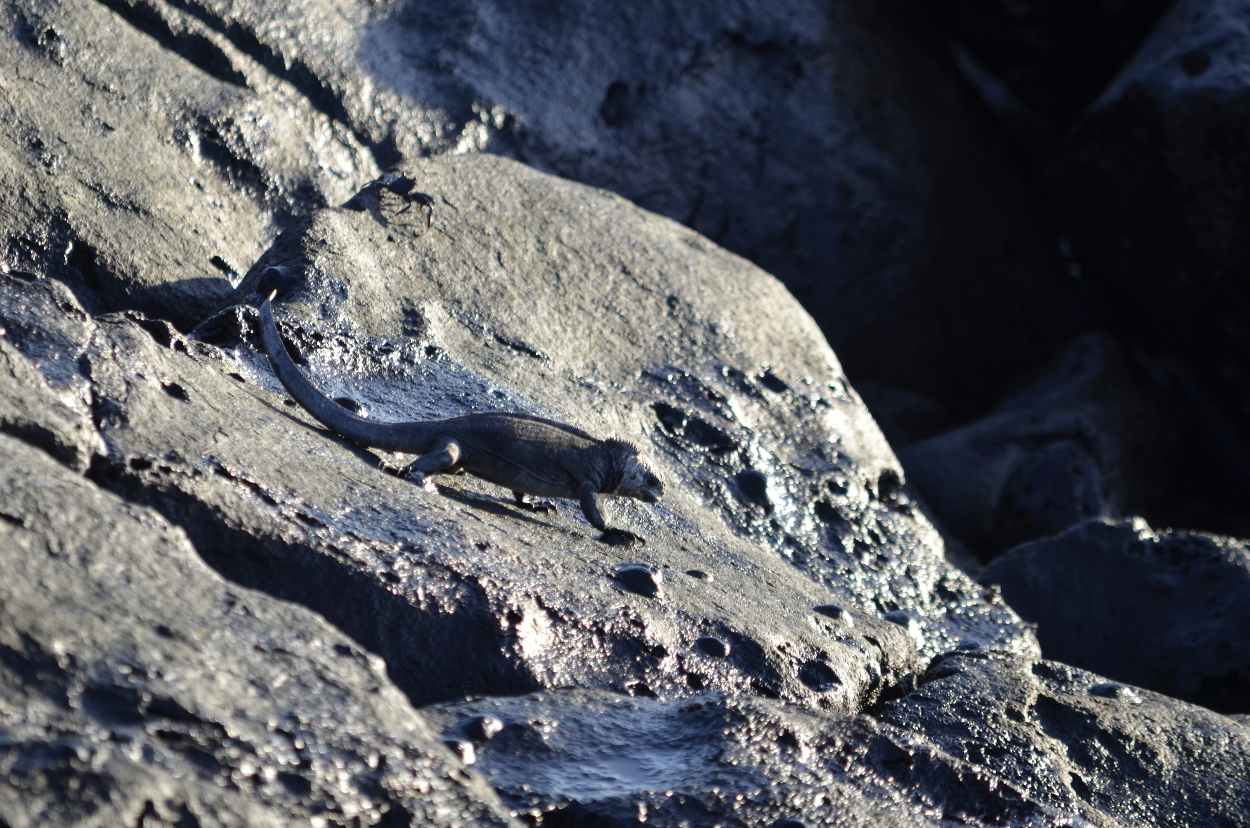 Galapagos 2017, Отчёт о путешествии на Галапагосские острова. Милок и Кирок это позитивные и реальные персоны из Люксембурга, много