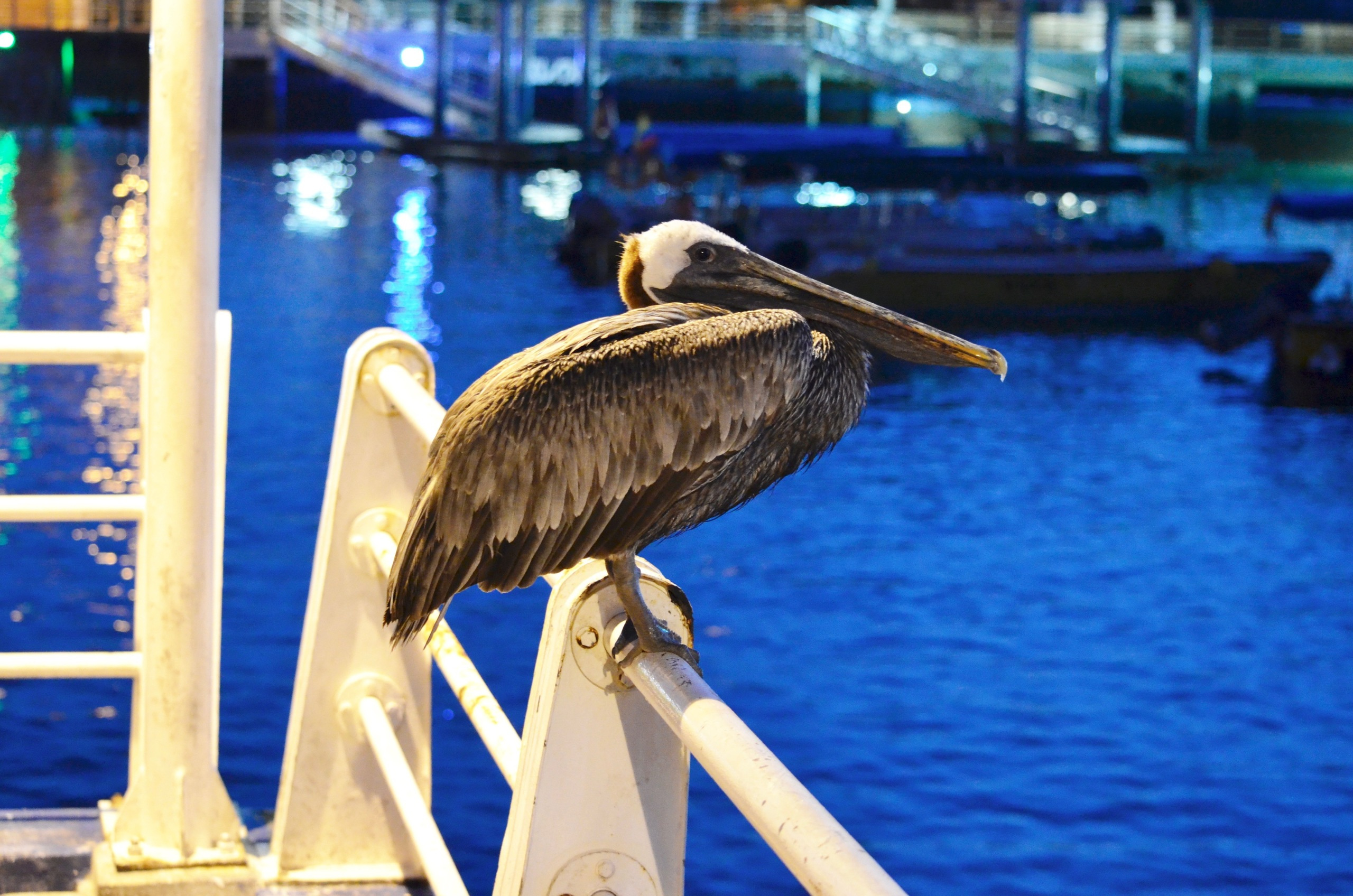 Galapagos 2017, Отчёт о путешествии на Галапагосские острова. Милок и Кирок это позитивные и реальные персоны из Люксембурга, много