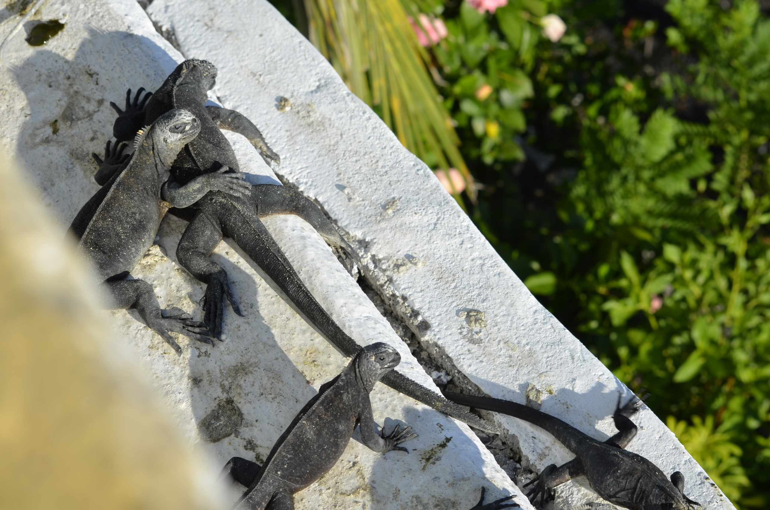 Galapagos 2017, Отчёт о путешествии на Галапагосские острова. Милок и Кирок это позитивные и реальные персоны из Люксембурга, много