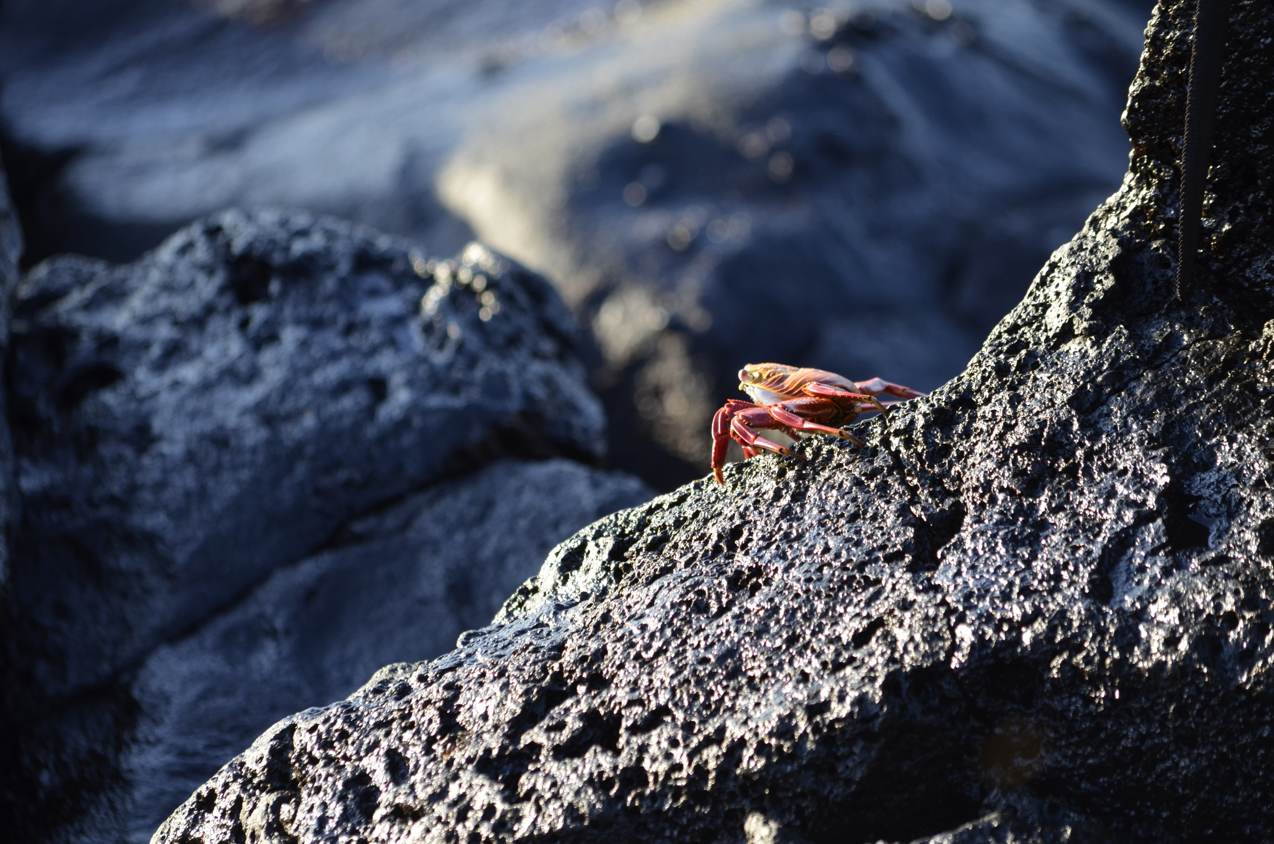 Galapagos 2017, Отчёт о путешествии на Галапагосские острова. Милок и Кирок это позитивные и реальные персоны из Люксембурга, много